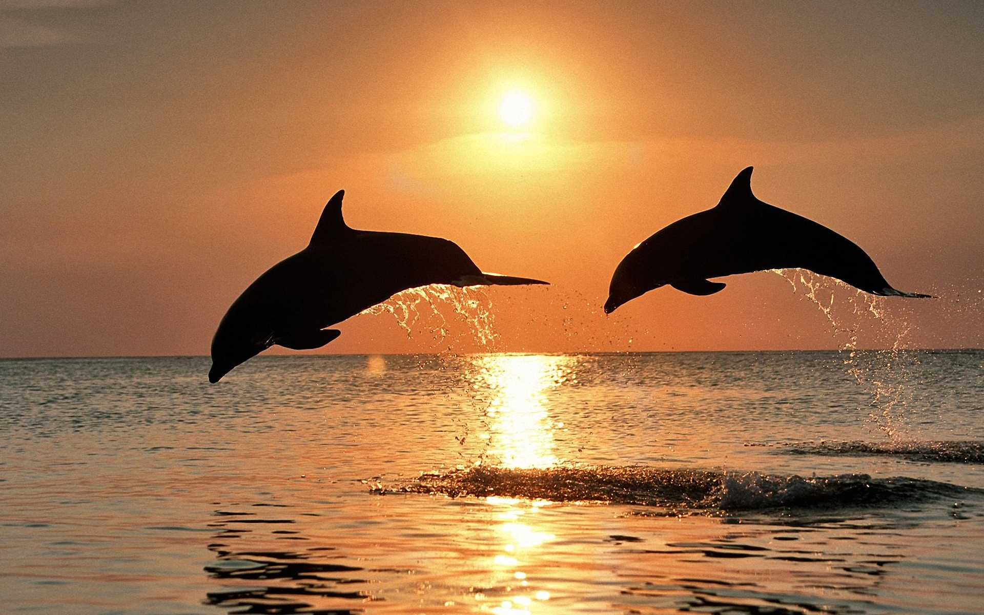 598794 завантажити картинку тварина, дельфін, дельфін афаліна - шпалери і заставки безкоштовно