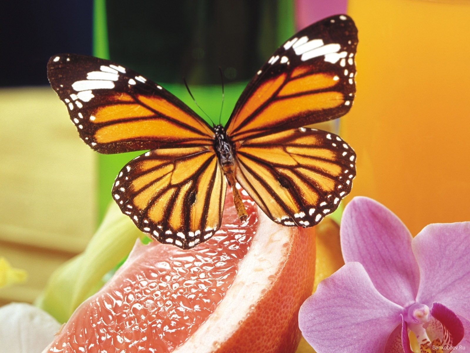 Handy-Wallpaper Insekten, Schmetterlinge kostenlos herunterladen.
