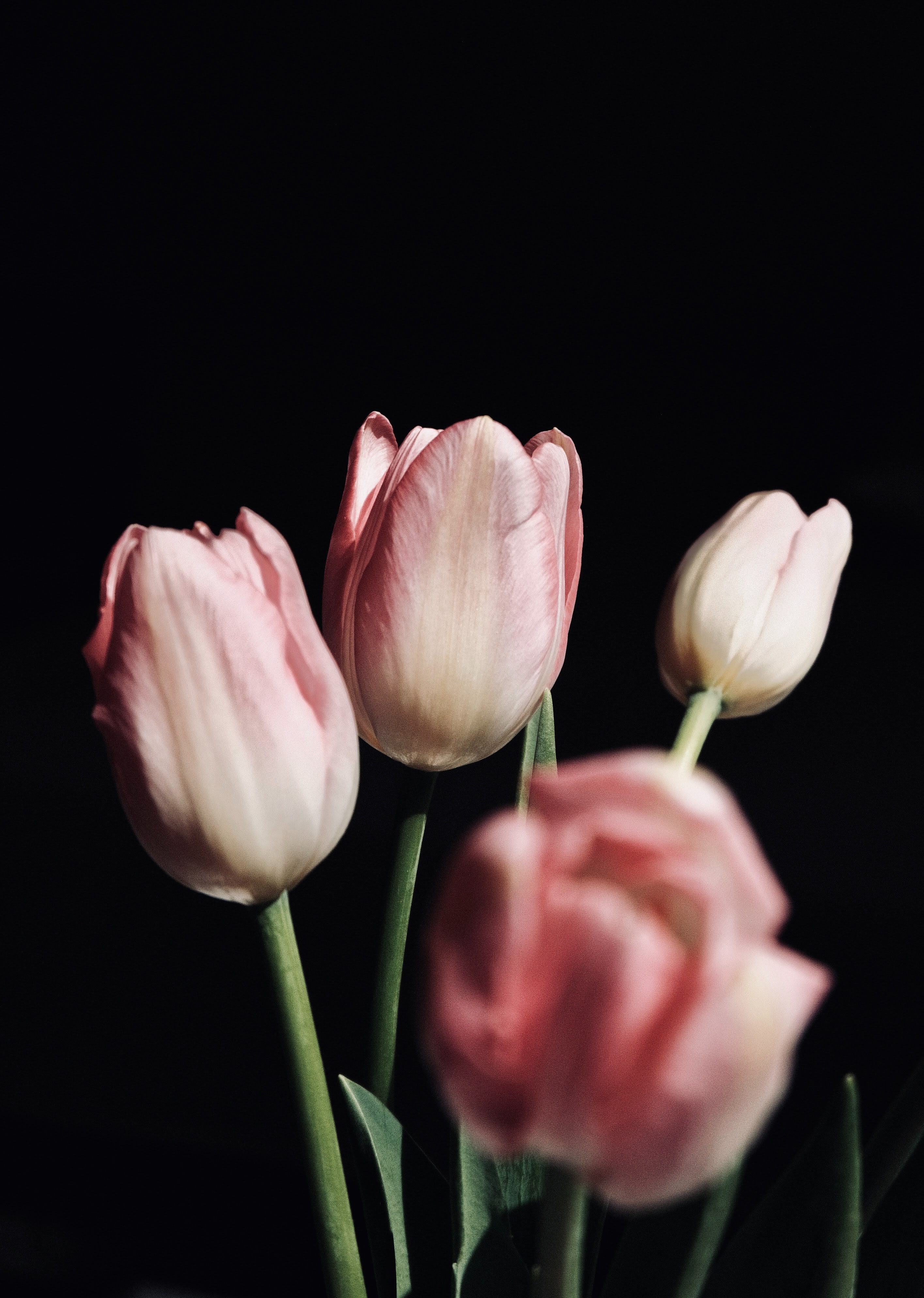 iPhone Wallpapers  Flowers