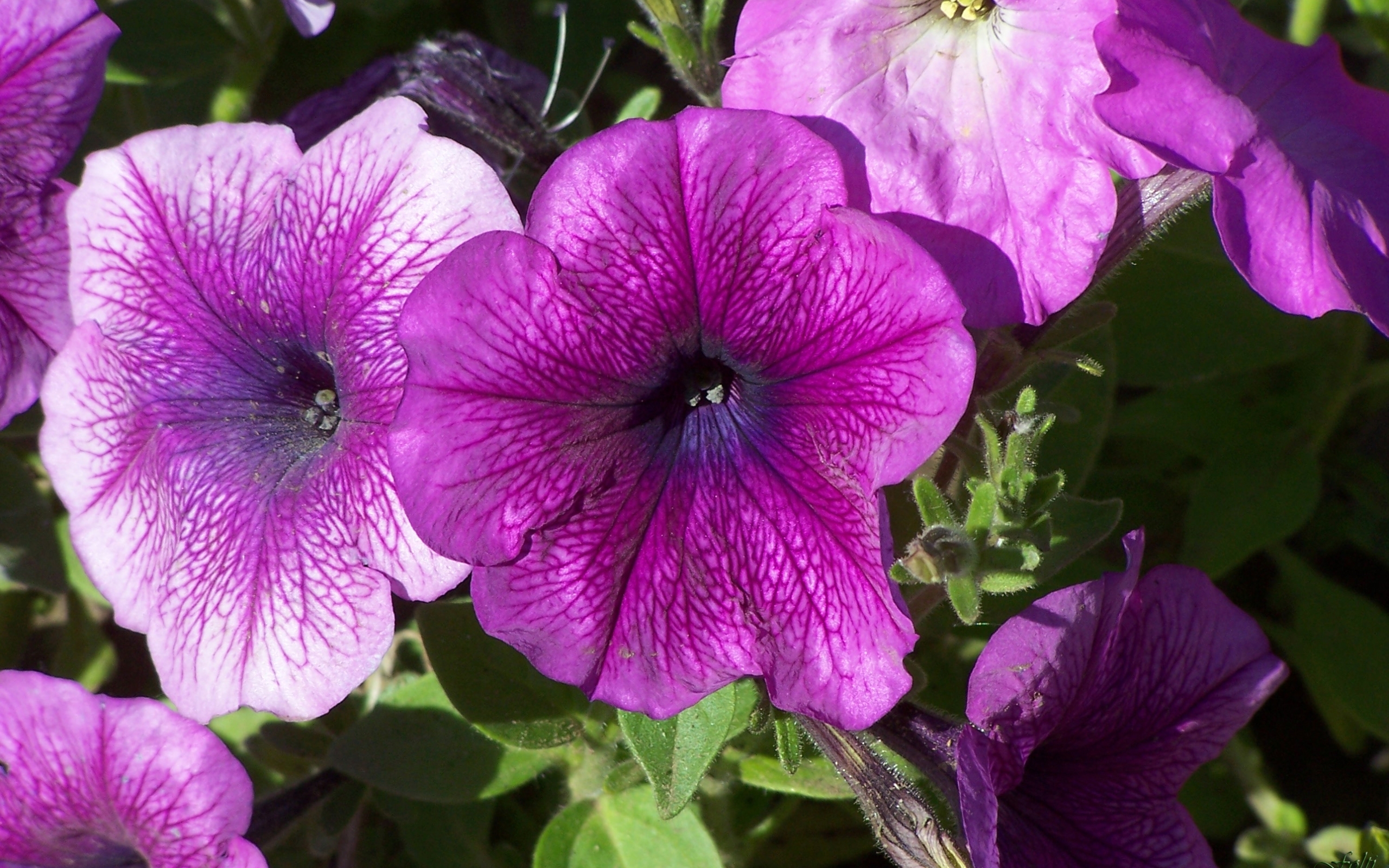 Download mobile wallpaper Flowers, Plants, Violet for free.