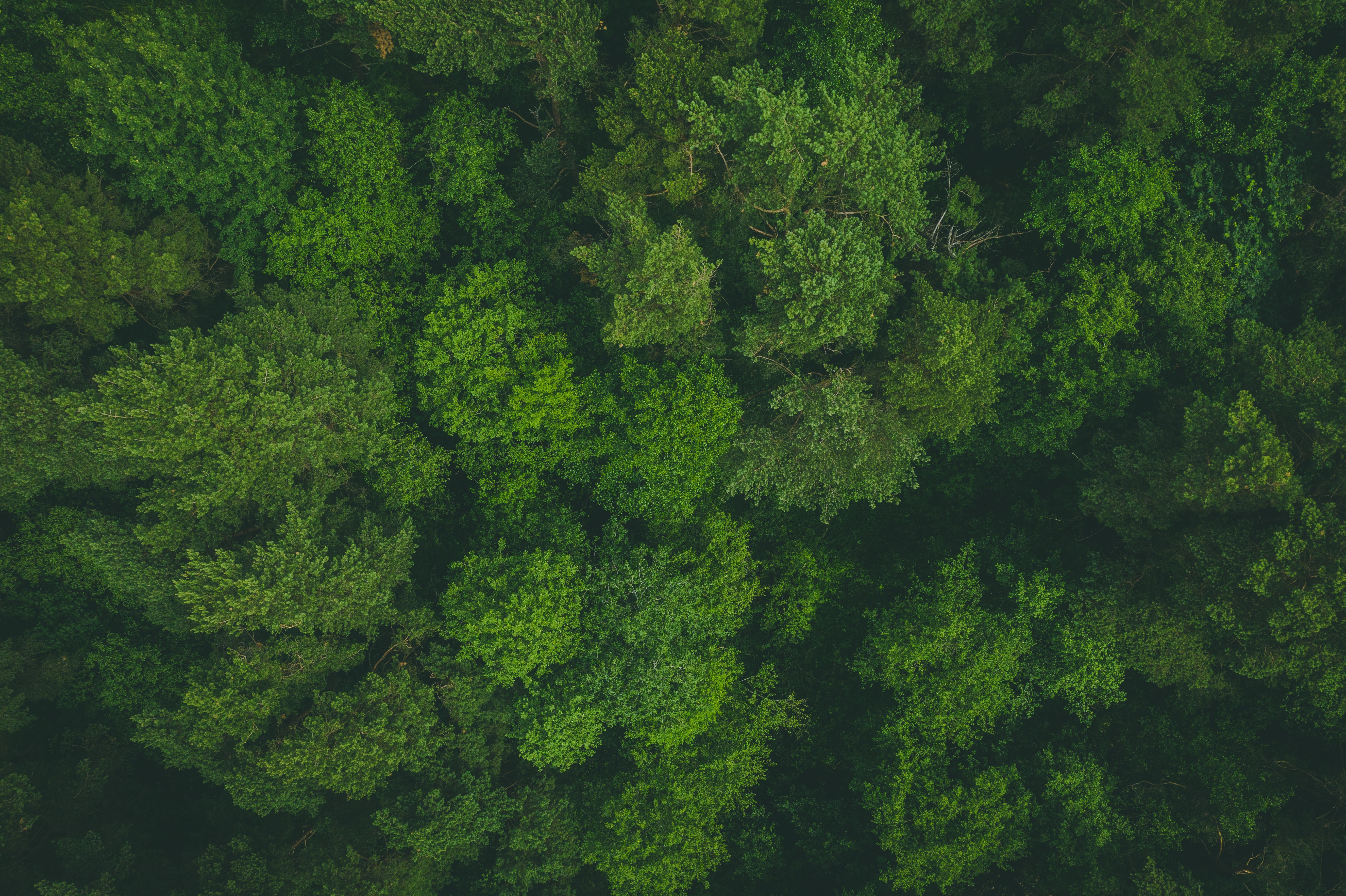 Зеленый лес вид сверху
