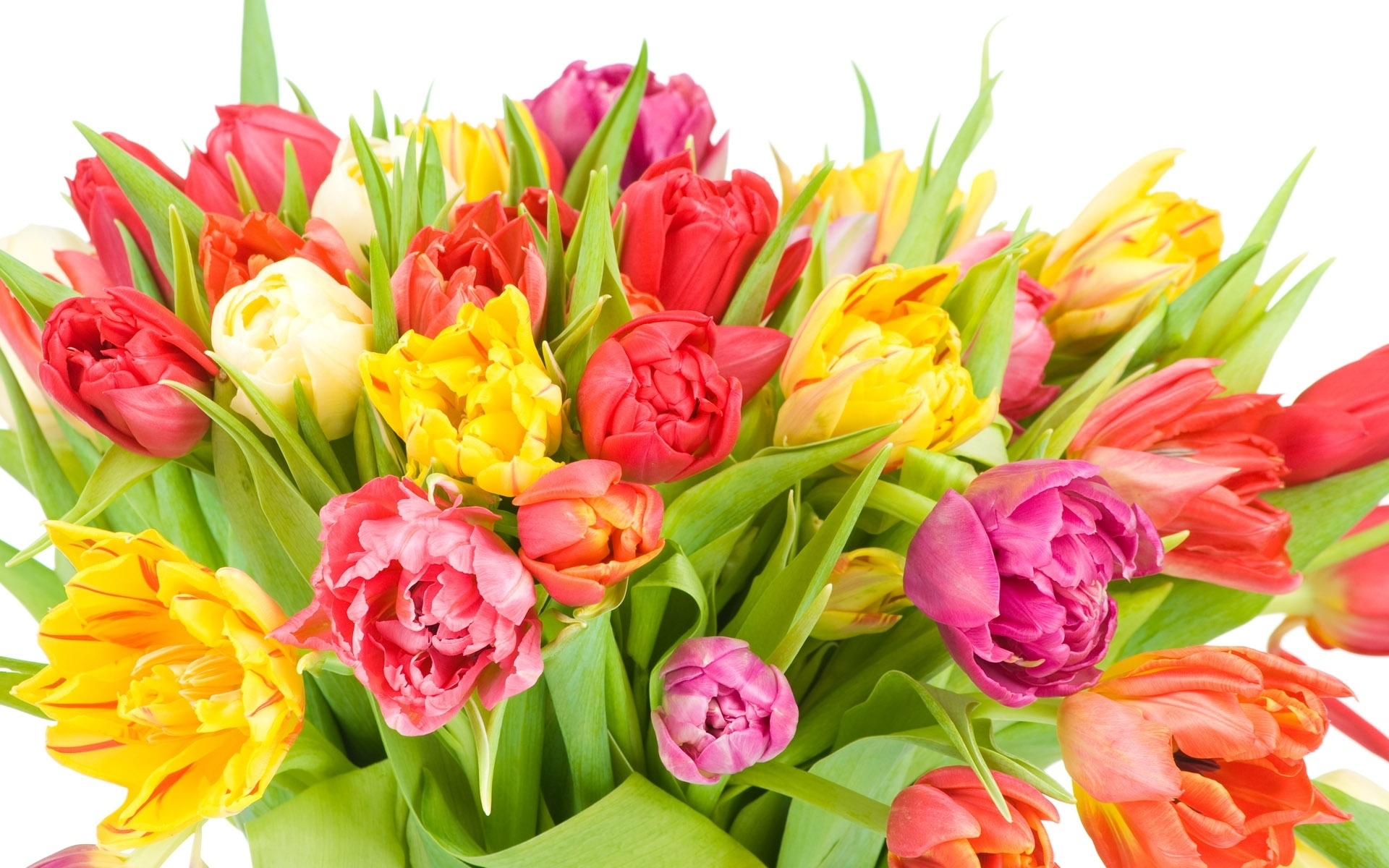 Download mobile wallpaper Flowers, Flower, Earth, Colors, Colorful, Tulip, Yellow Flower, Red Flower, Pink Flower for free.