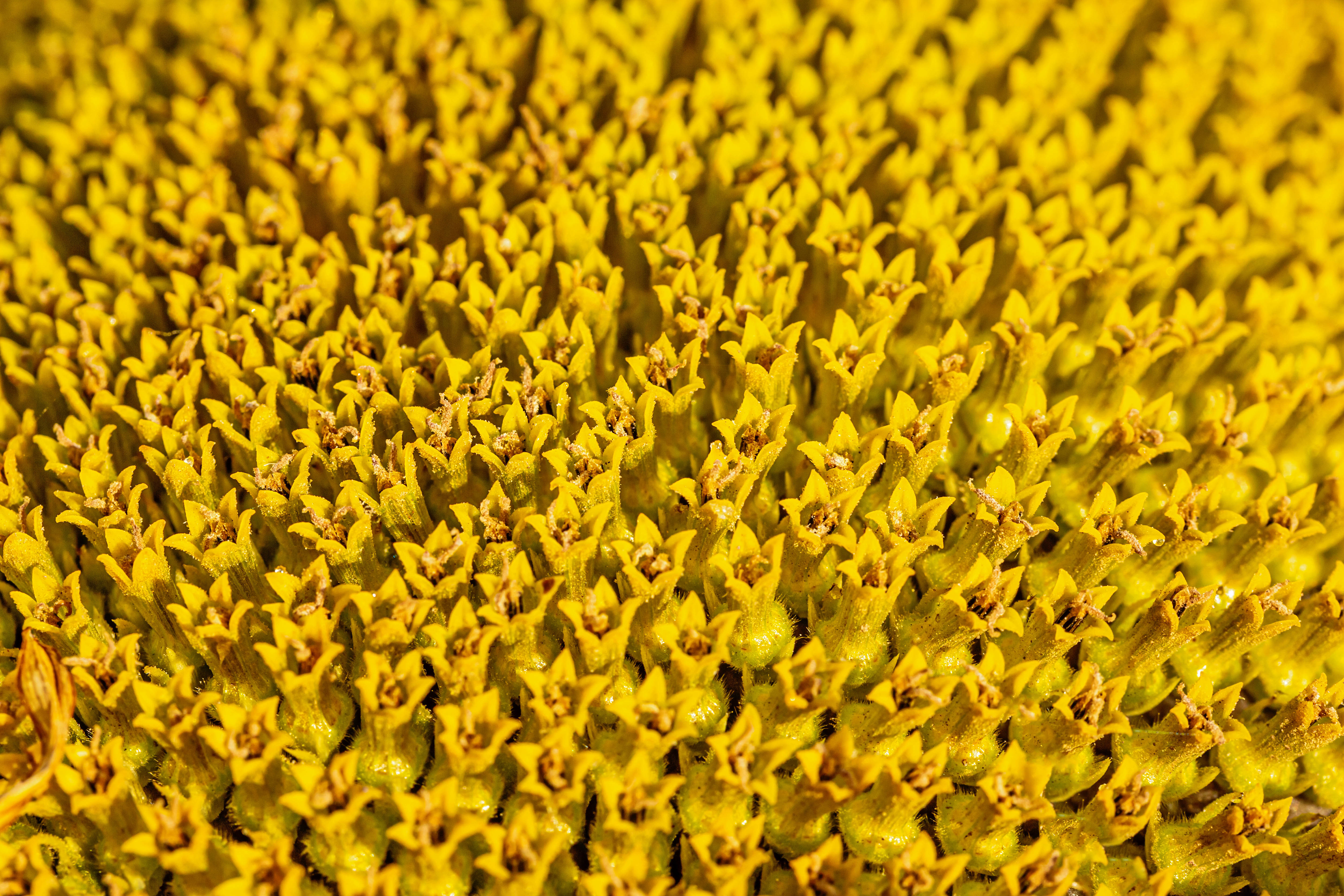 flower, macro, pollen mobile wallpaper