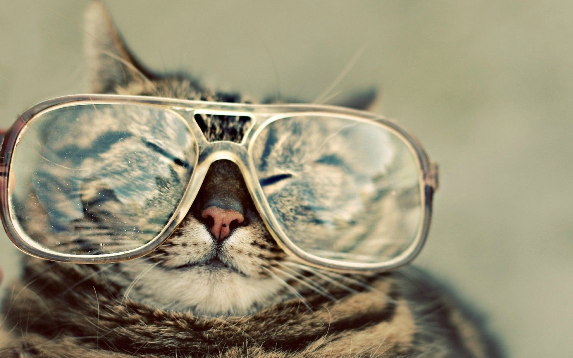 animals, cat, muzzle, glasses, spectacles, squint, blink