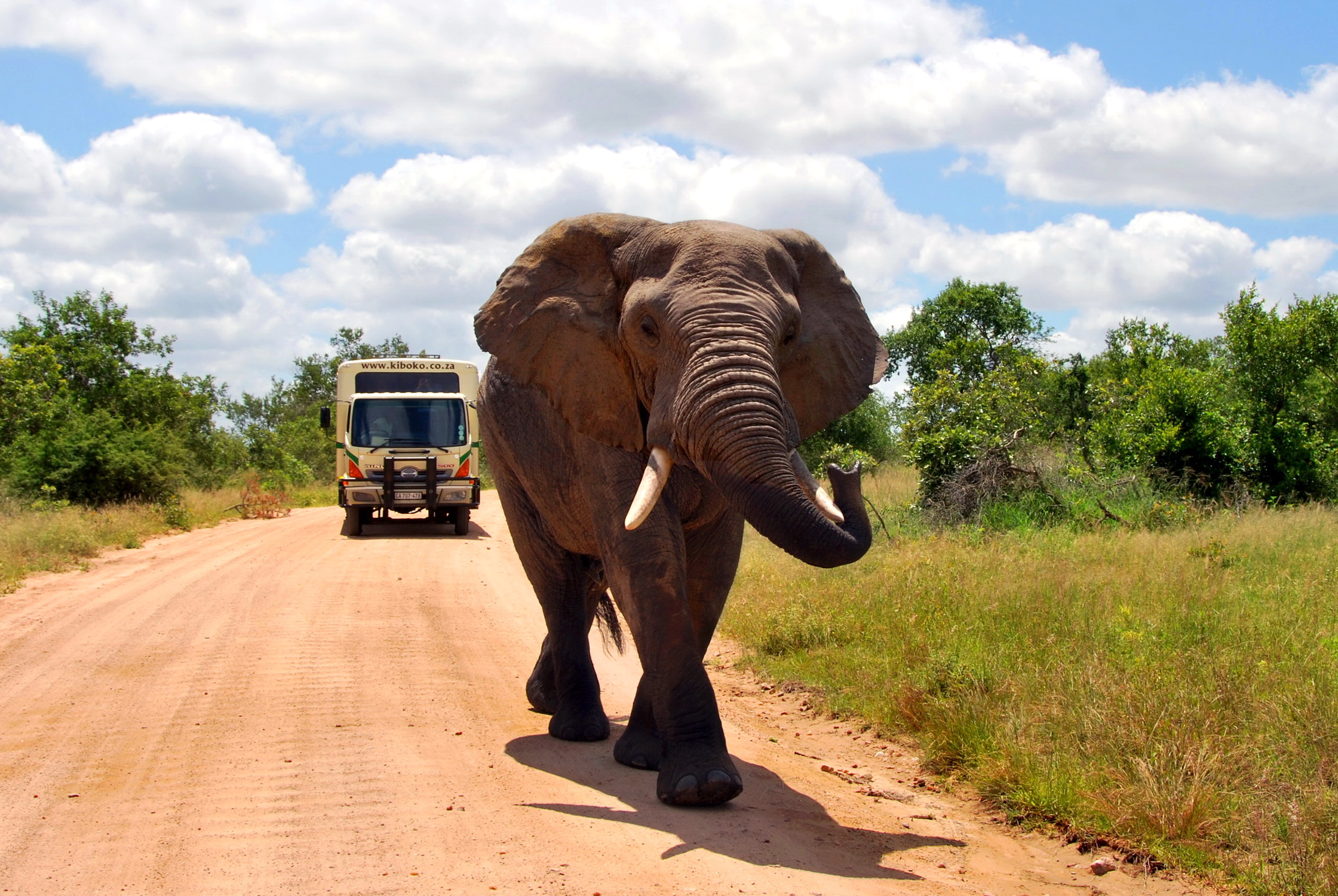 Слон на дороге