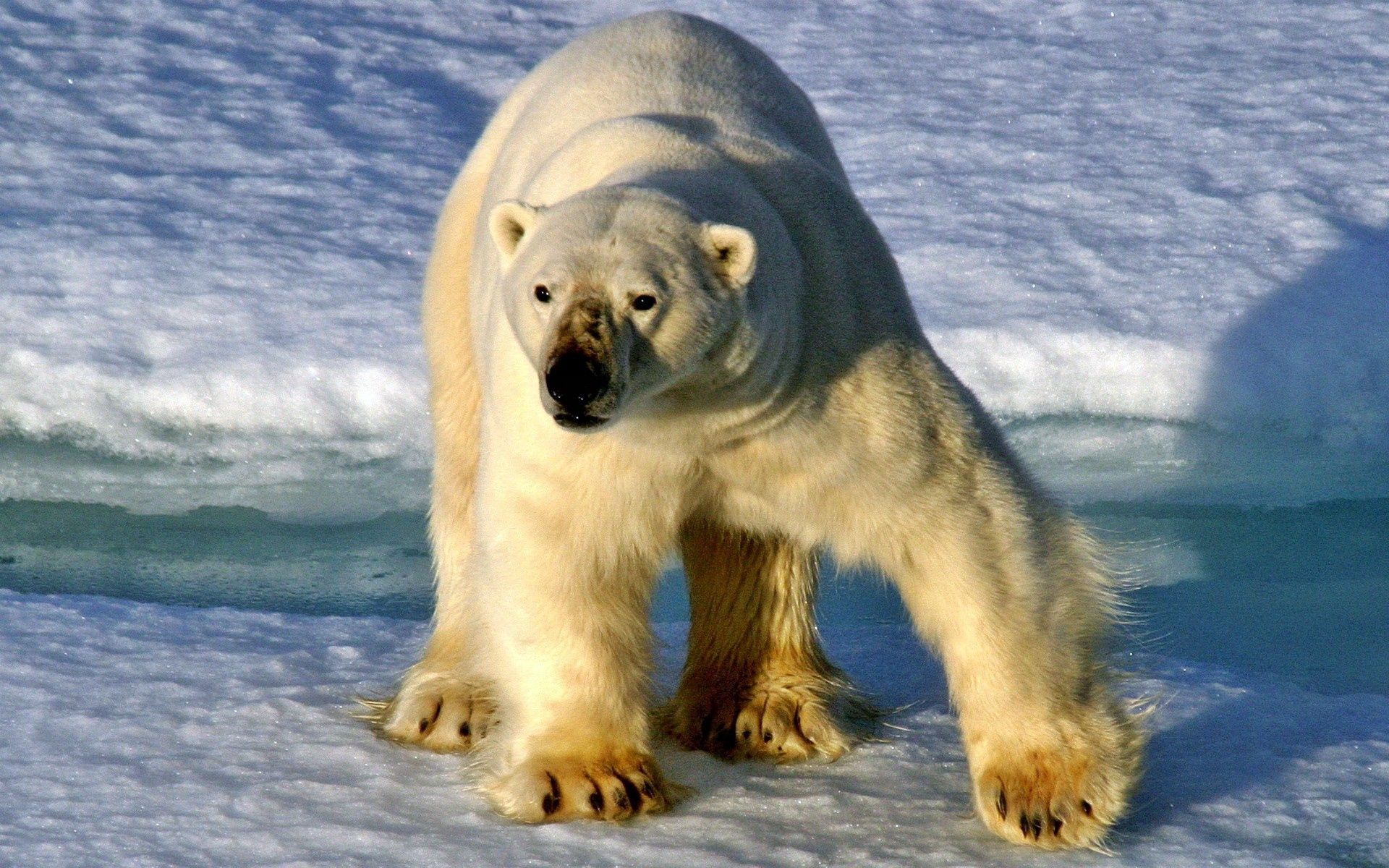Download mobile wallpaper Snow, Sunlight, Polar Bear, Stroll, Bear, Animals for free.