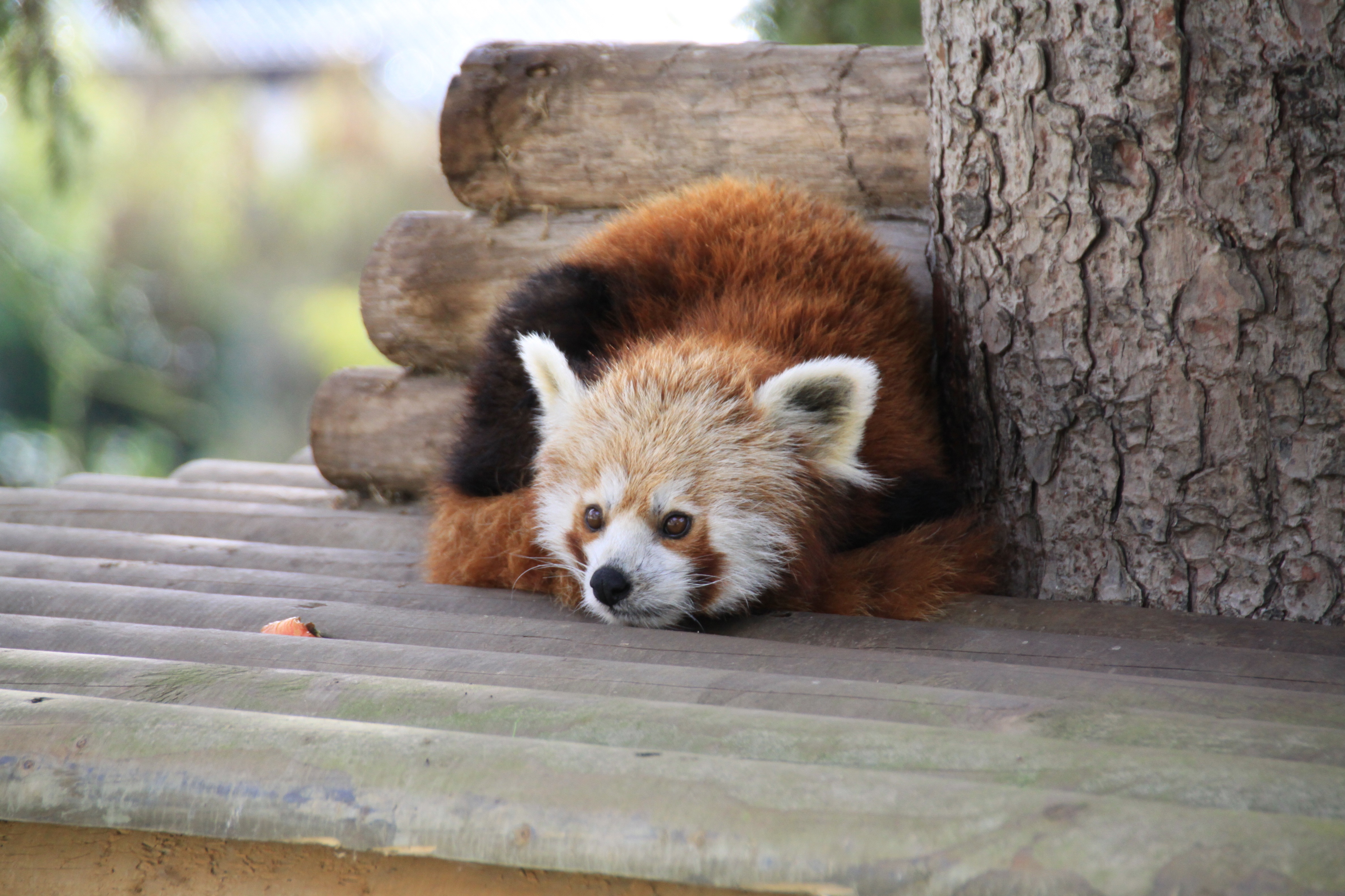 animals, to lie down, lie, relaxation, rest, panda, red panda