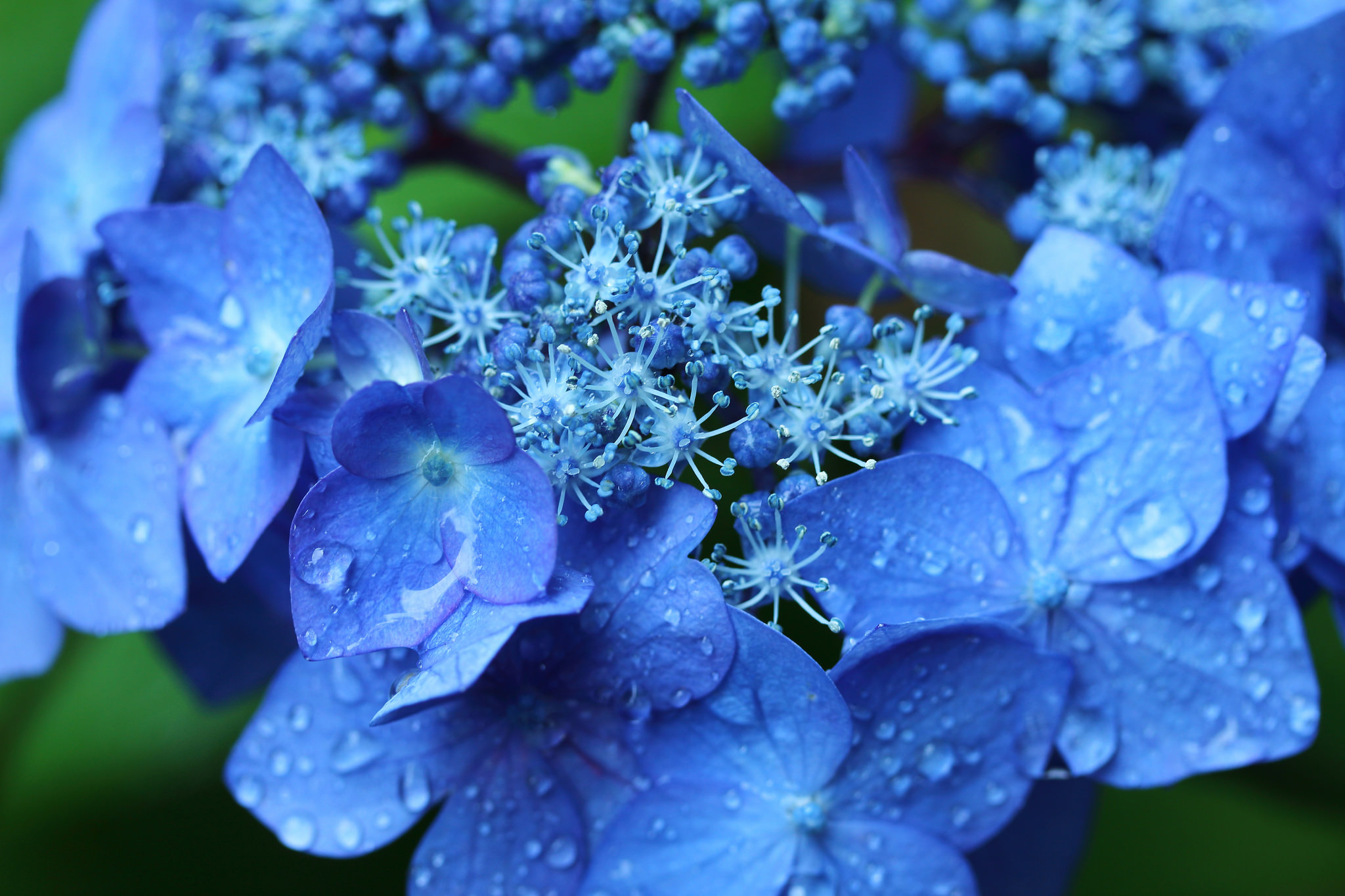 Популярные Синие Цветы