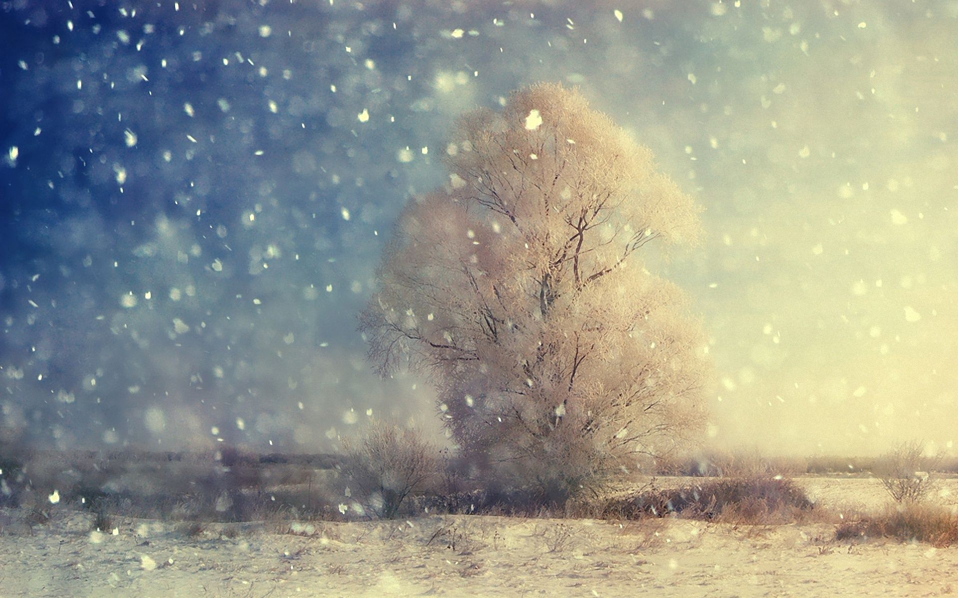 Download mobile wallpaper Wood, Field, Tree, Winter, Grains, Nature, Snowfall for free.