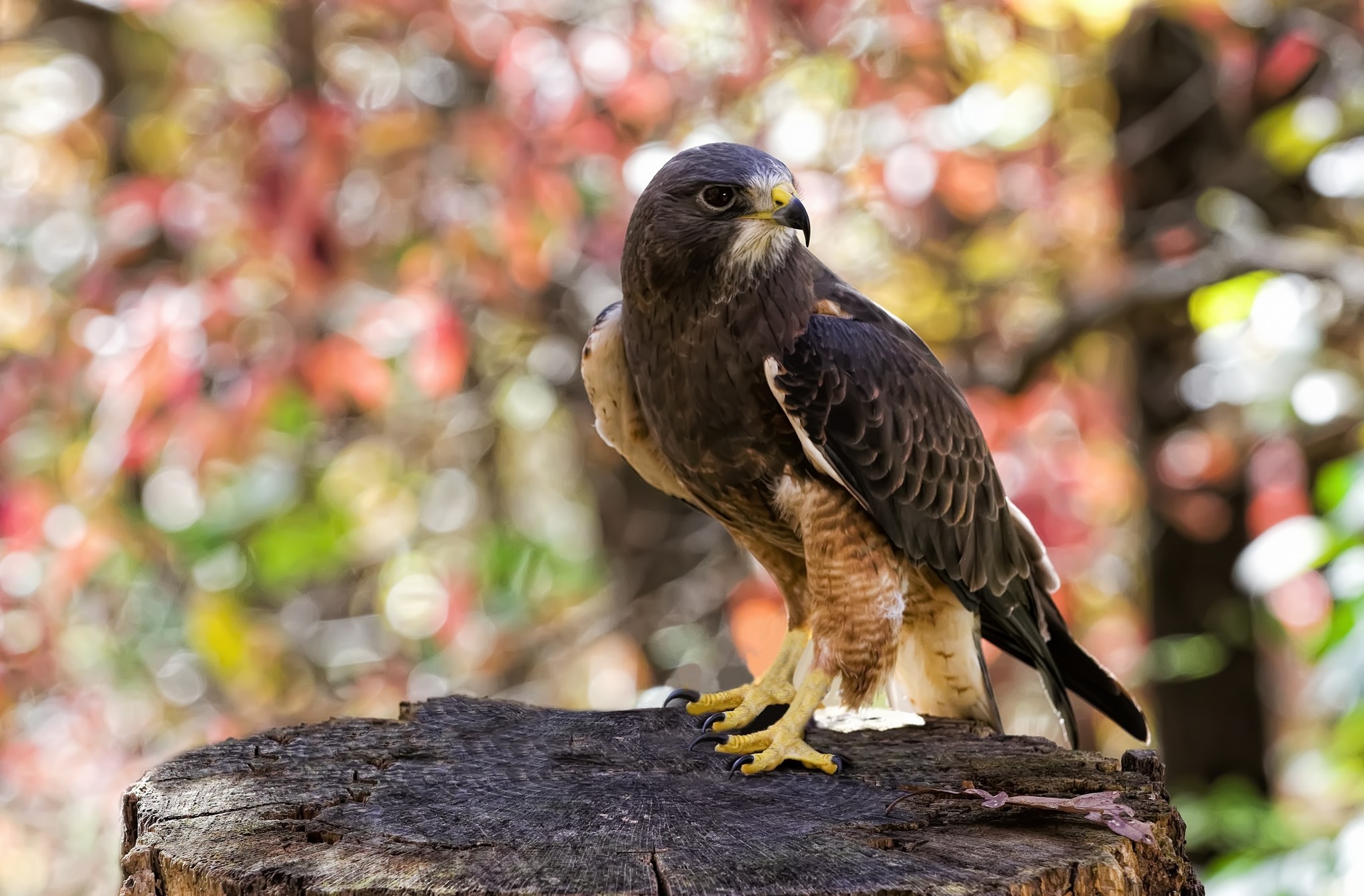 falcon, animal, glance, stump, birds