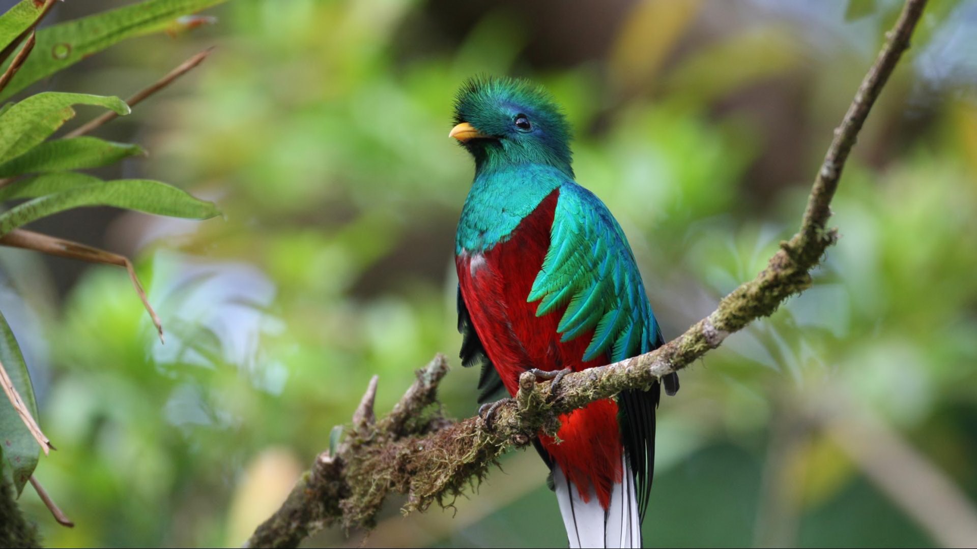 animal, quetzal, bird HD wallpaper