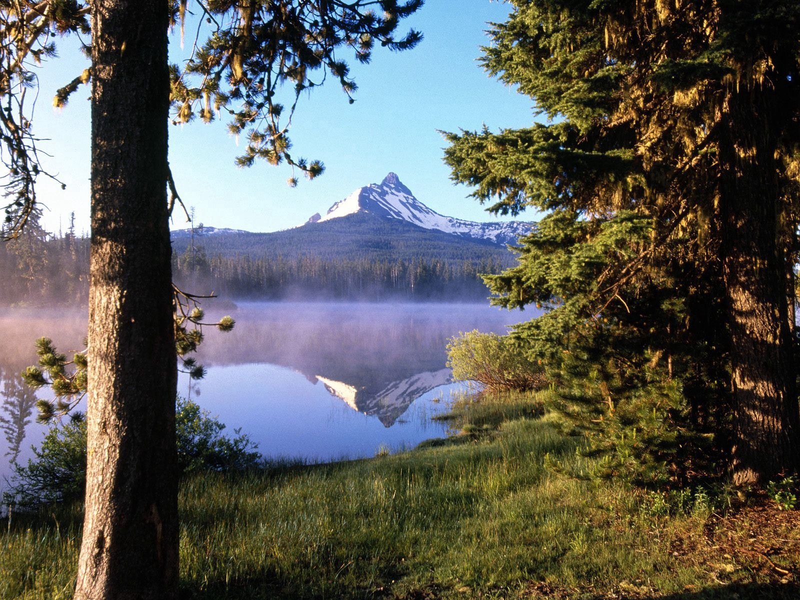 fog, nature, mountain, lake, reflection, wood, forest, tree, trunk, evaporation 1080p
