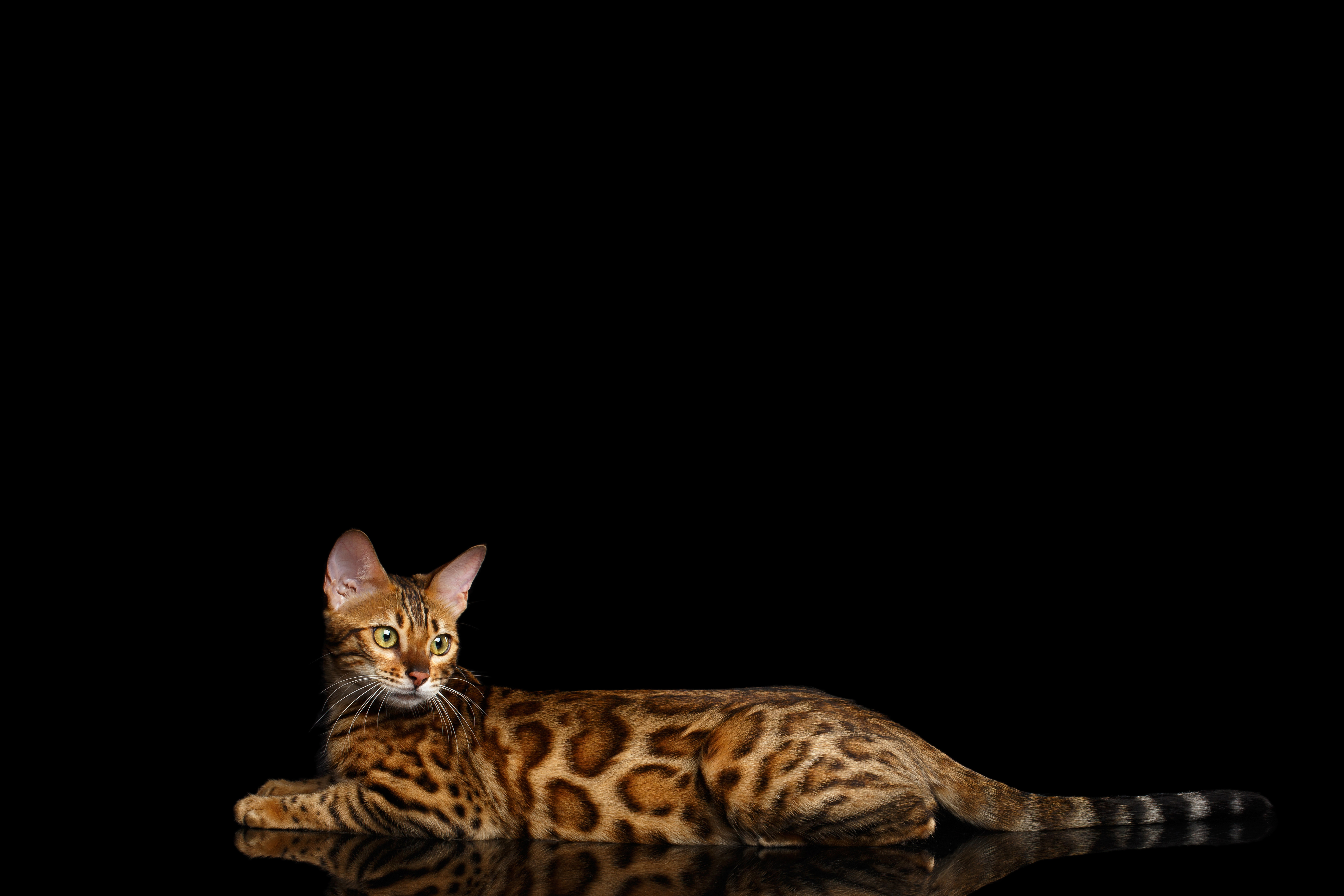 Бенгальская кошка