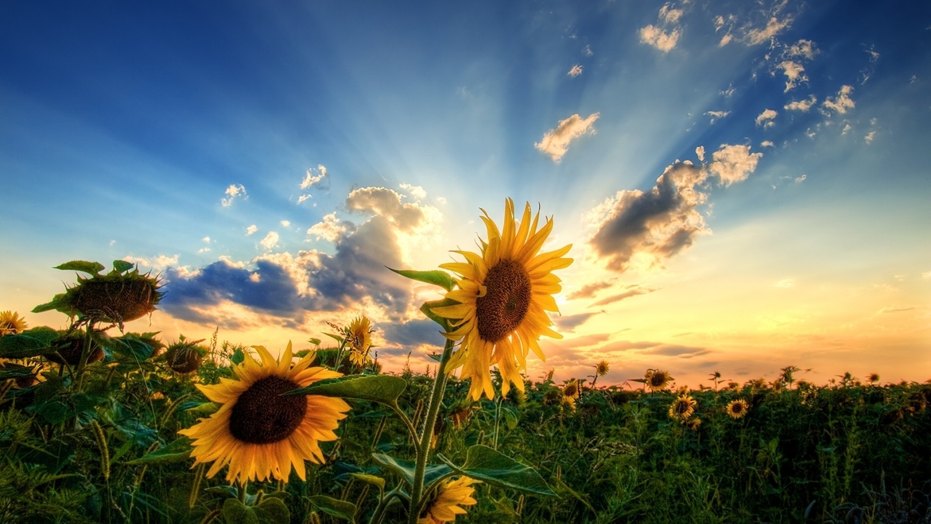 Die besten Sonnenblumen-Hintergründe für den Telefonbildschirm