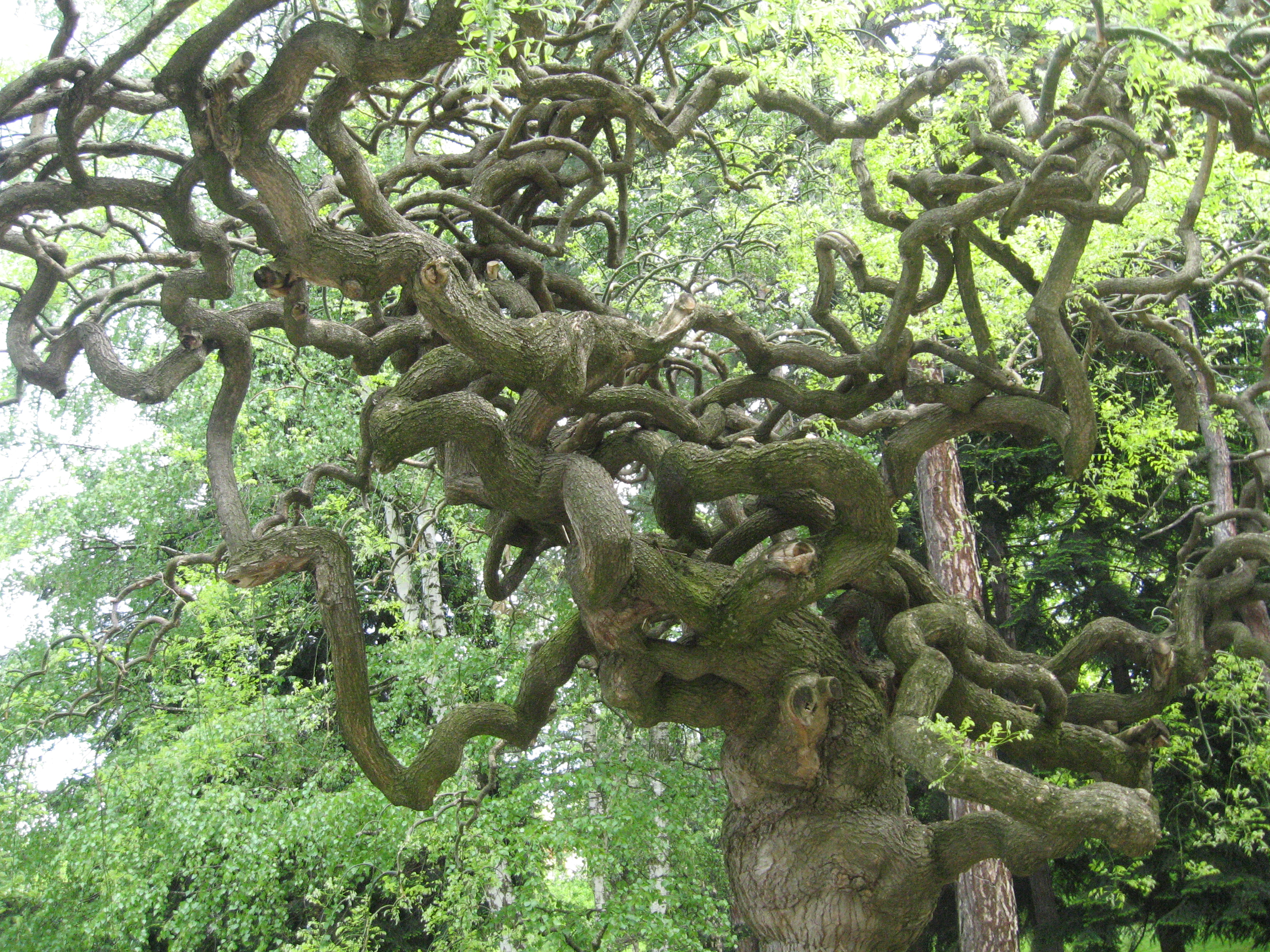 Unique source. Амблхарабхара дерево. Необычные деревья. Необычные корни деревьев. Причудливые деревья.