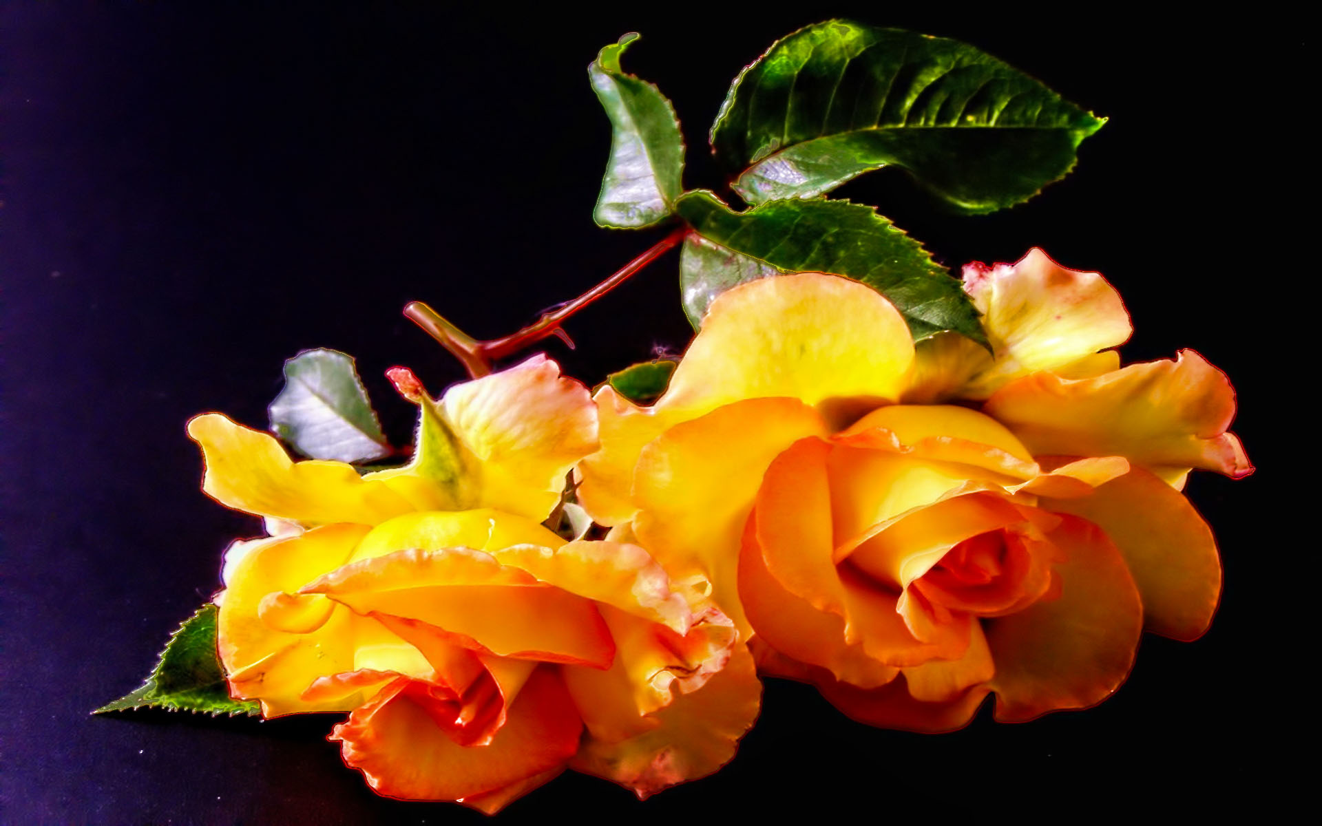 Татьянин день желтые розы
