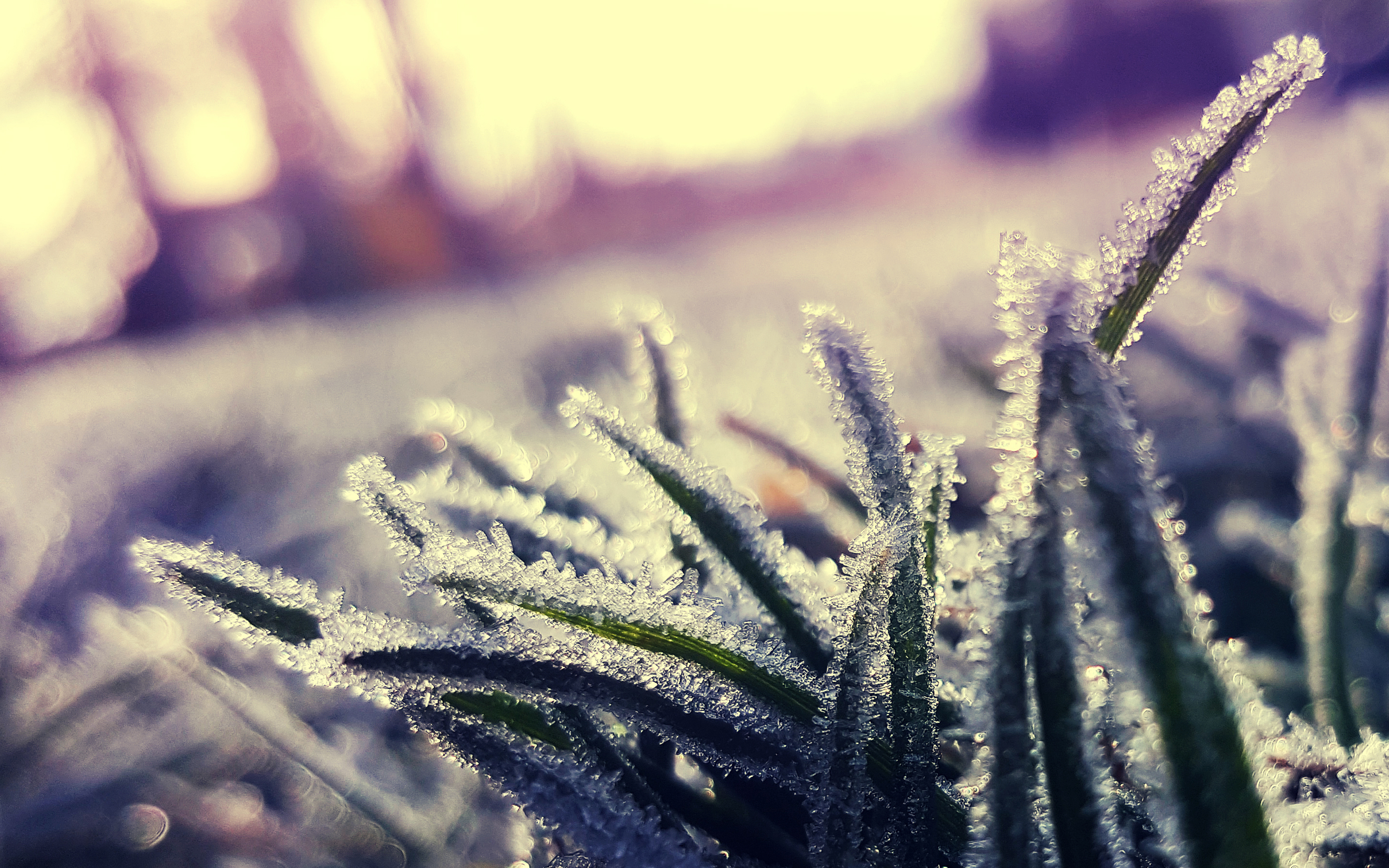 Download mobile wallpaper Hoarfrost, Frost, Grass, Ice, Macro for free.