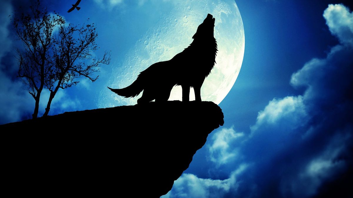 Вою под луной песня. Волк воющий для обложки. Почему волки воют. Ночные волки воющие на луну черная. Обои на смартфон волк и Луна.