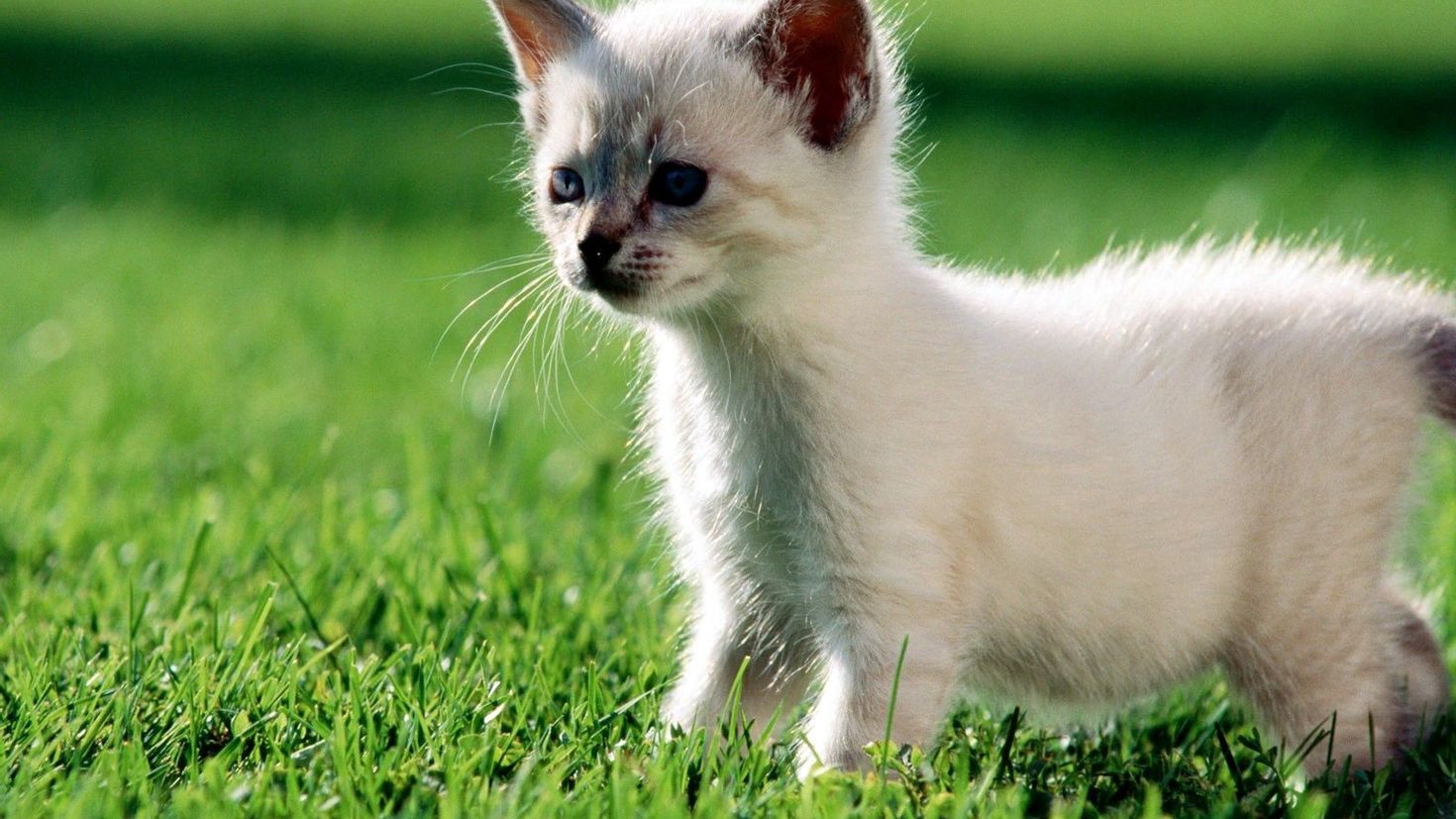 Питомцы кошечки. Кошки маленькие. Котята фото. Маленький котенок. Красивые котята.