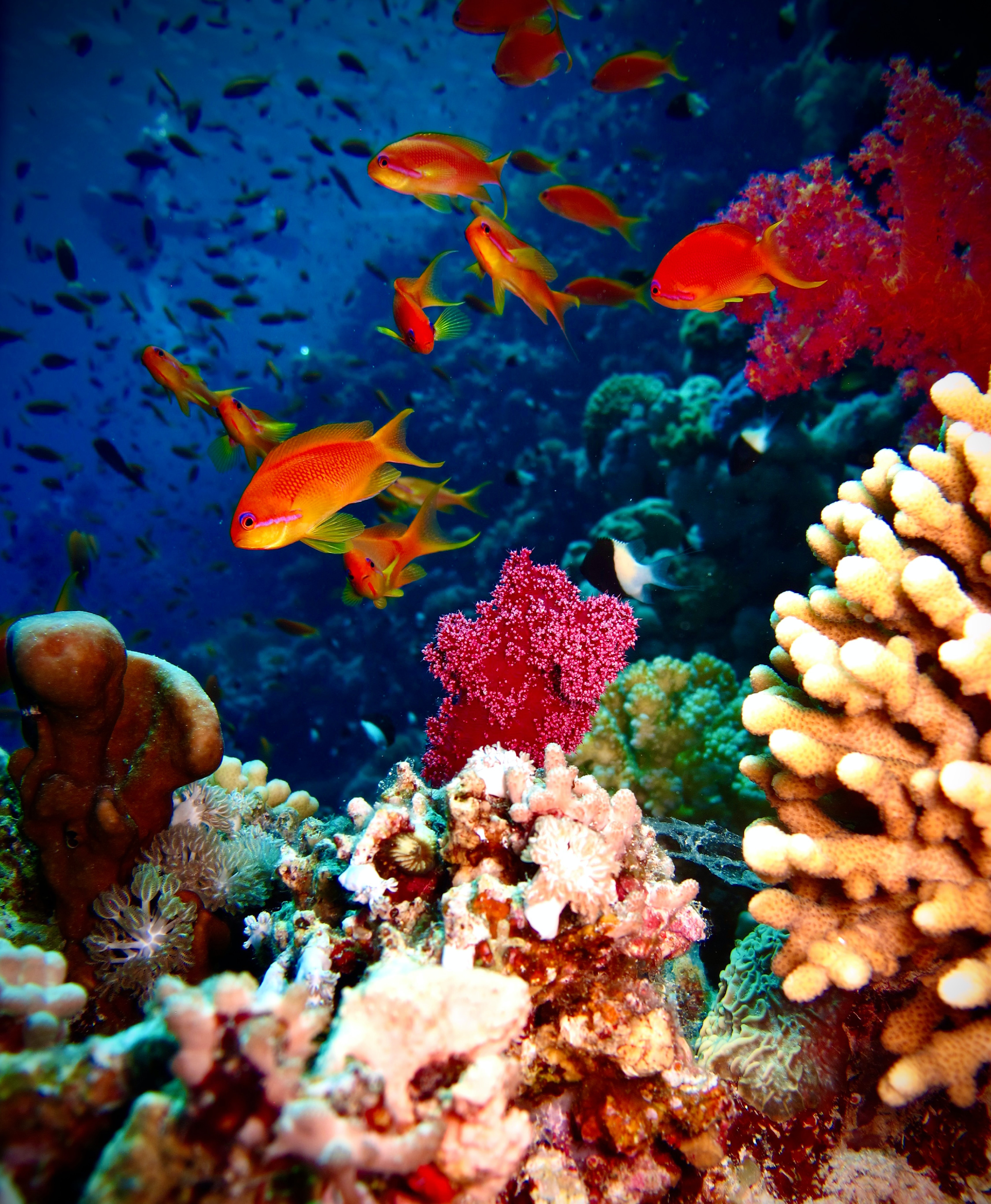 73437 télécharger le fond d'écran coraux, aquarium, animaux, un poisson, poisson, récif - économiseurs d'écran et images gratuitement