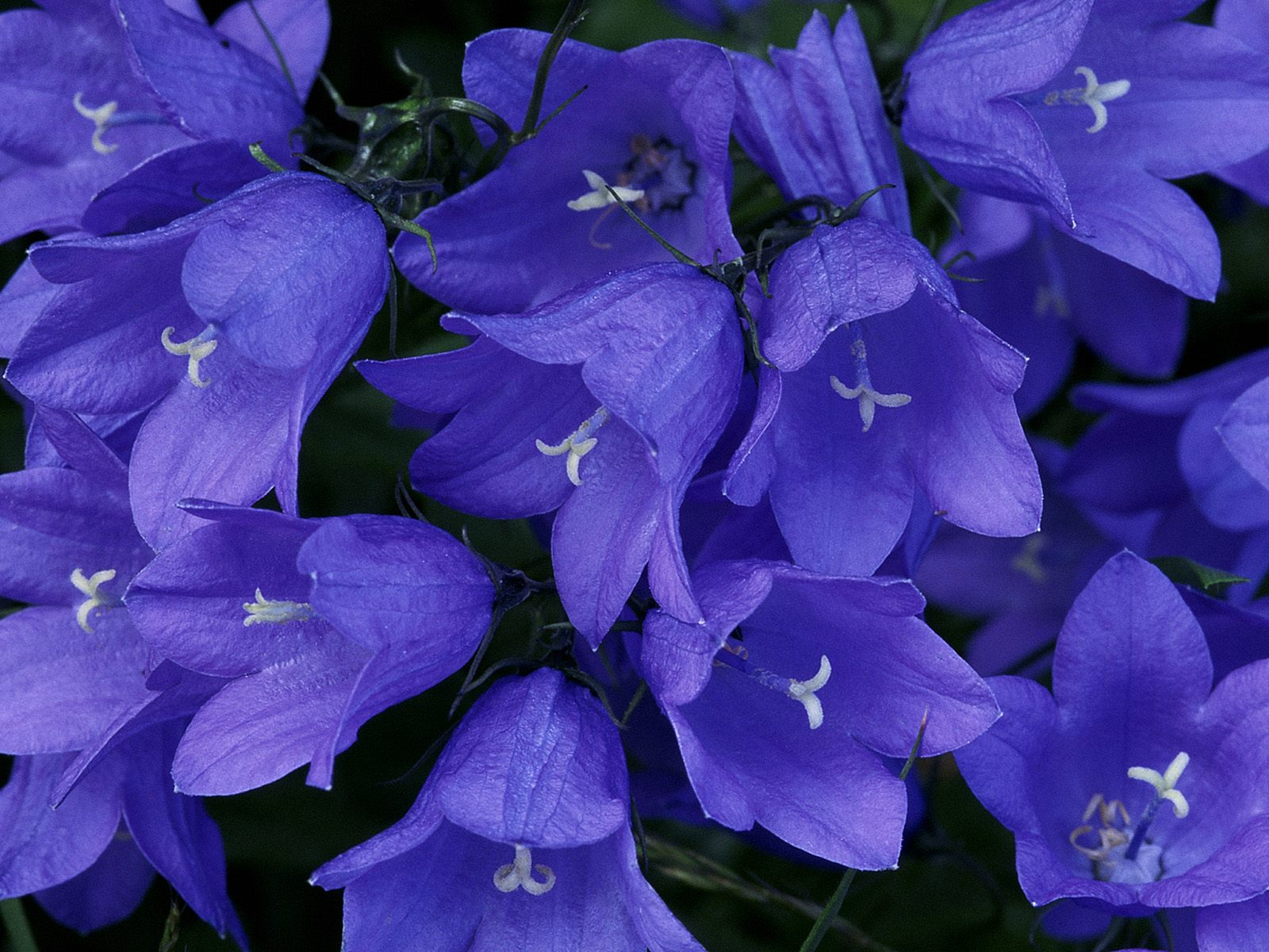 High Definition Blue Flower background