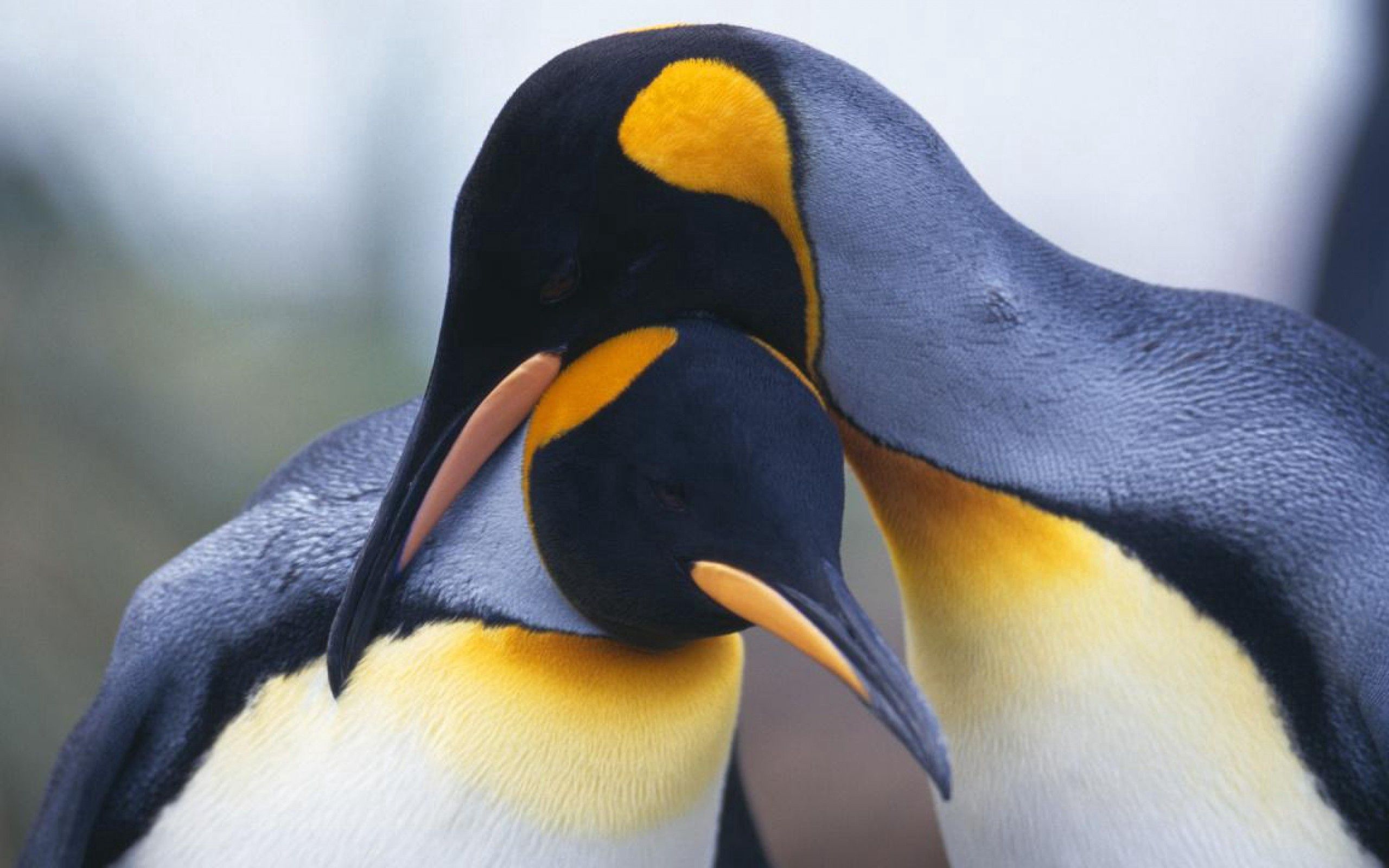 50831 descargar fondo de pantalla pingüinos, animales, birds, pico, pareja, par: protectores de pantalla e imágenes gratis