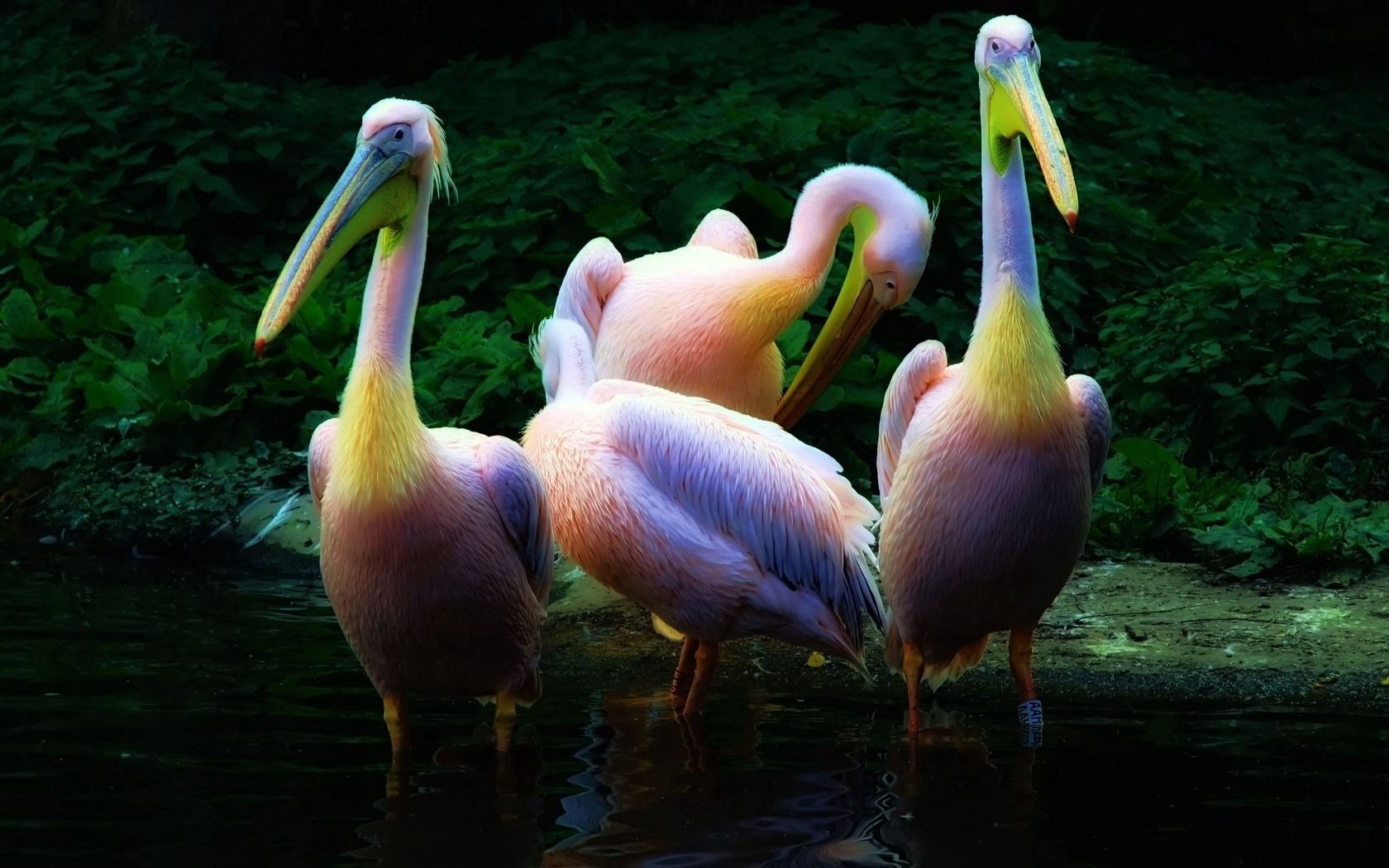 66809 Hintergrundbild herunterladen tiere, wasser, rosa, die familie, familie, herde, pelikan, pelican - Bildschirmschoner und Bilder kostenlos