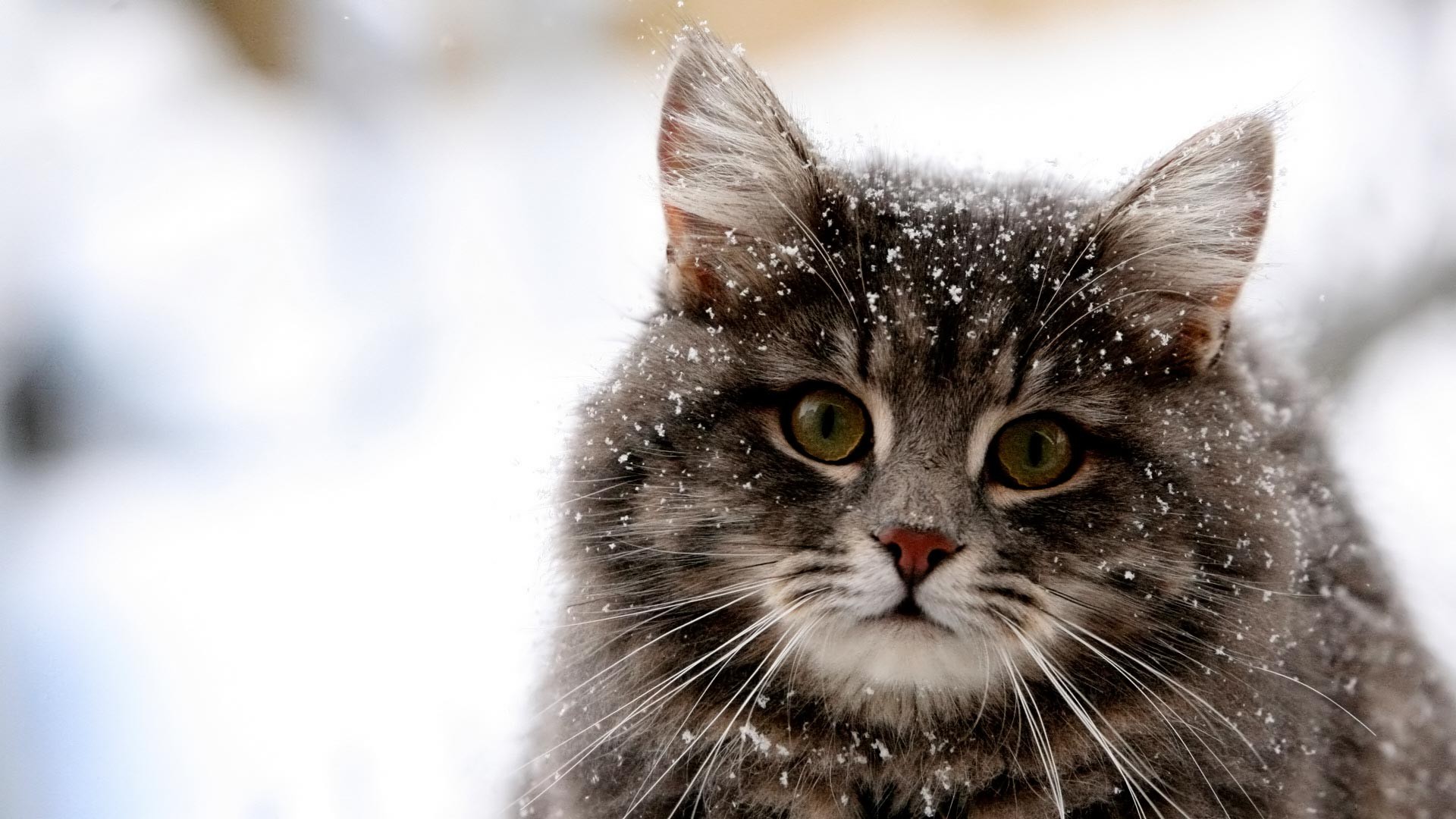Free download wallpaper Winter, Cats, Cat, Animal, Snowfall on your PC desktop