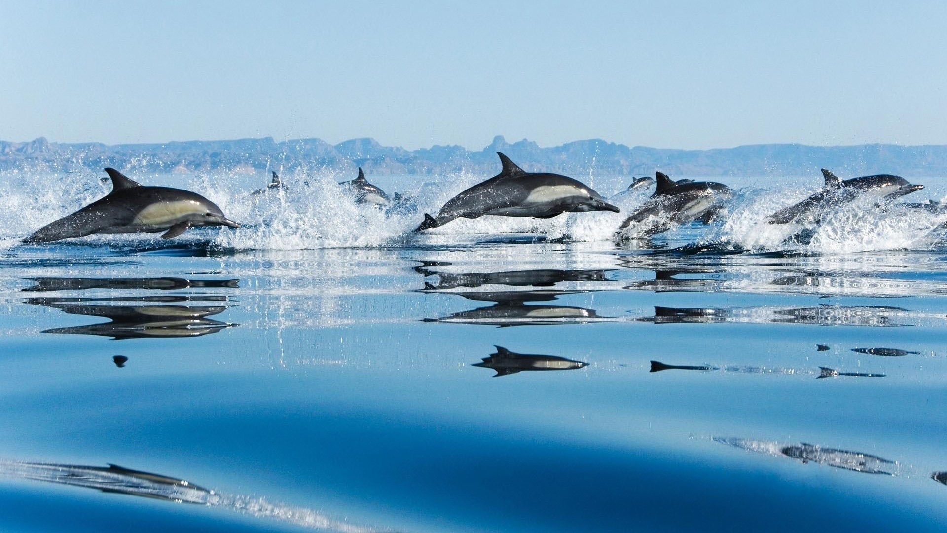 Dolphin  desktop Images