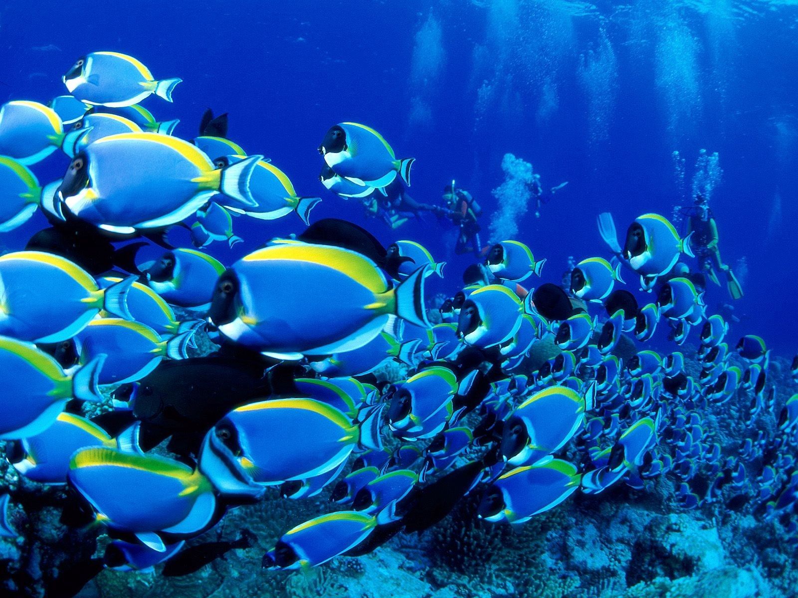 fishes, animals, ocean, underwater world, lots of, multitude