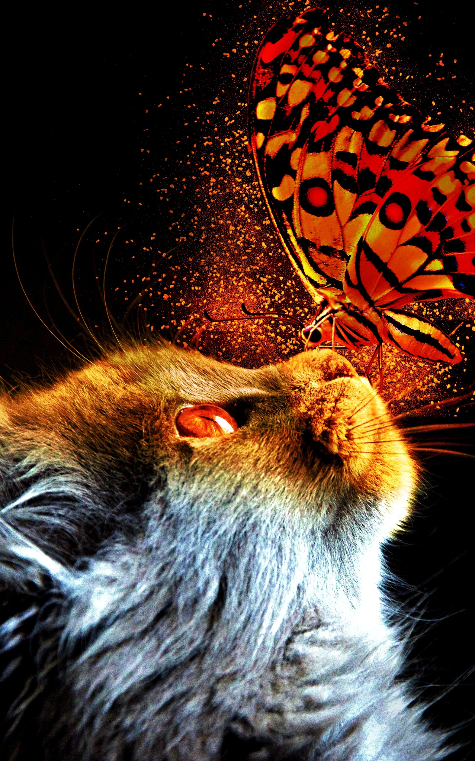 Кот с бабочкой на носу арт