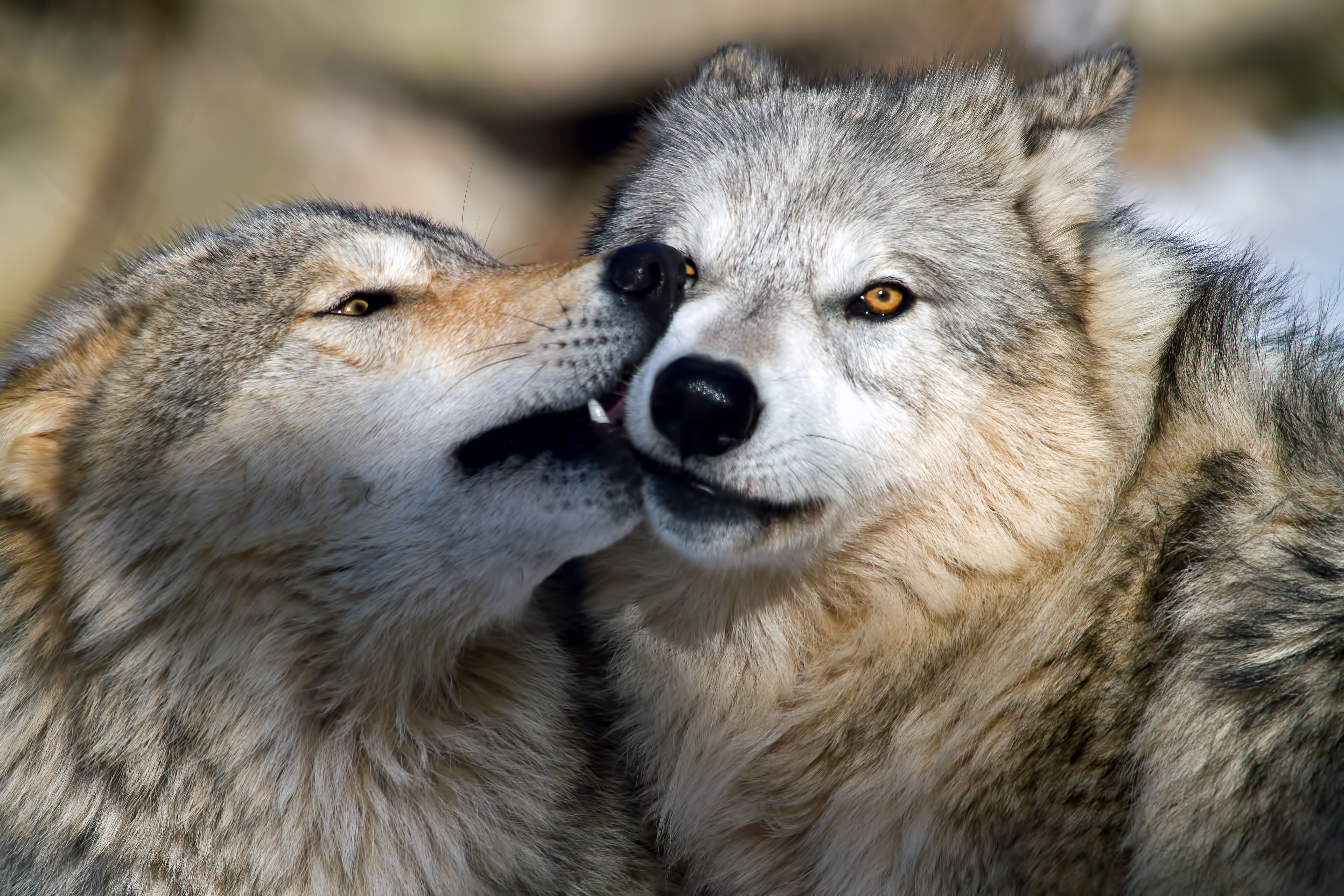 Полюбить волка. Волк и волчица любовь. Красивый волк. Влюбленные волки. Два волка.
