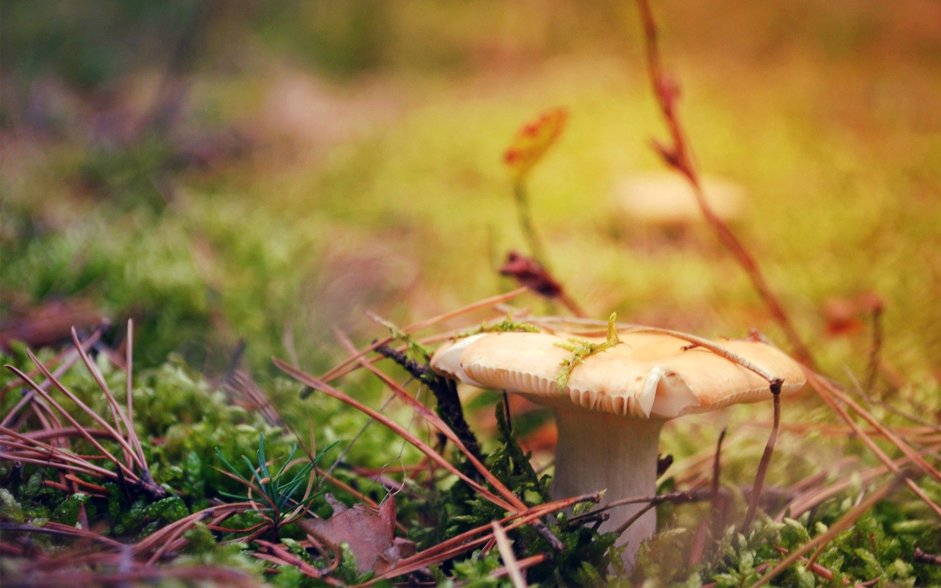 dry, mushroom, grass, autumn, macro