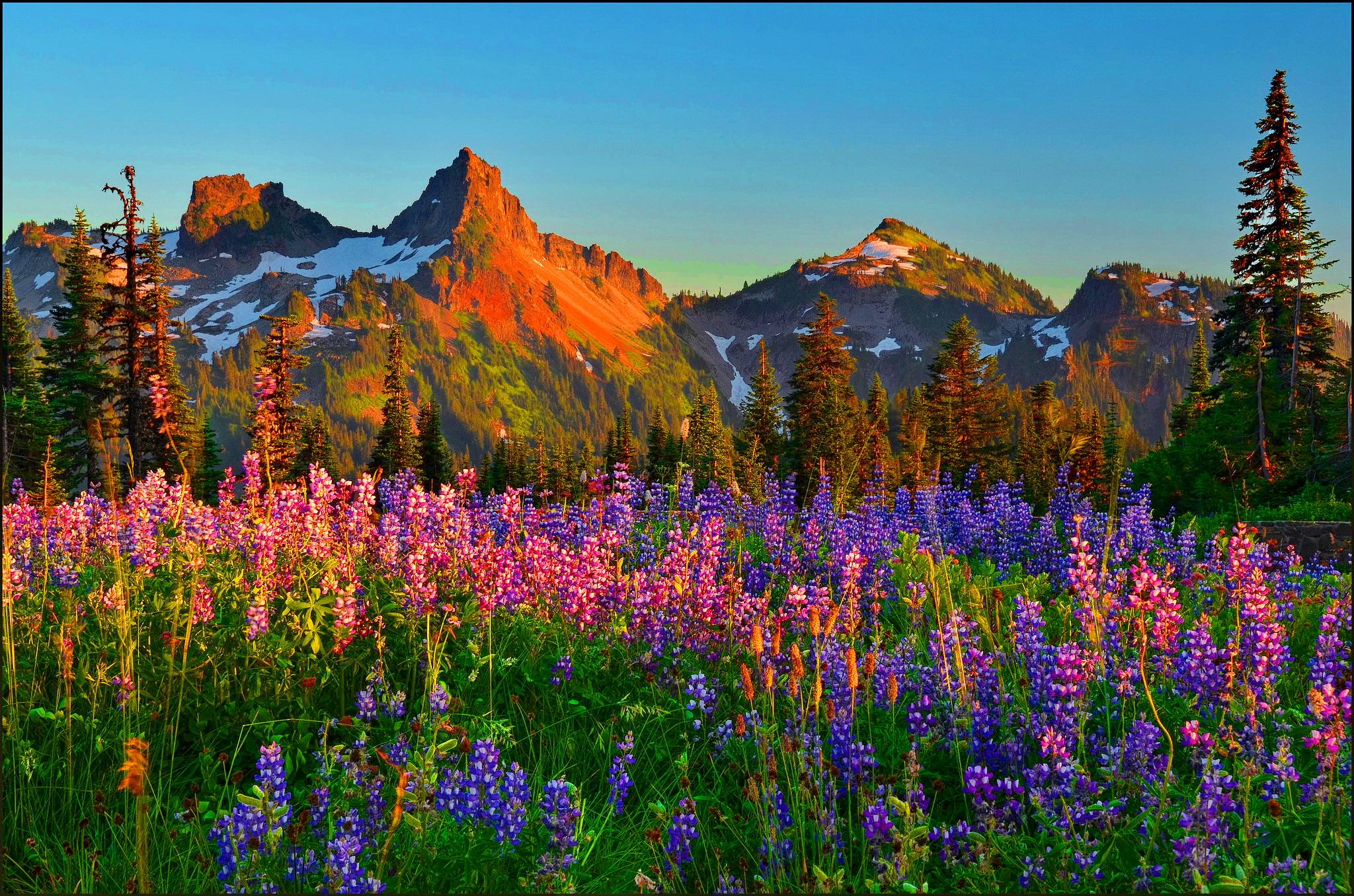 Цветущие горы