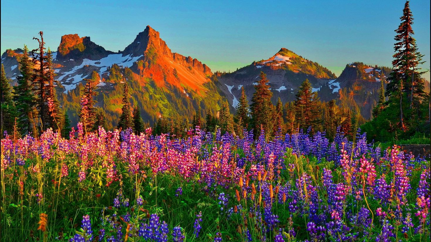 Mountain flower. Озеро Текапо в новой Зеландии. Горный Алтай Альпийские Луга. Альпийские Луга Франции+цветы+горы. Альпийские Луга Риффельальп.