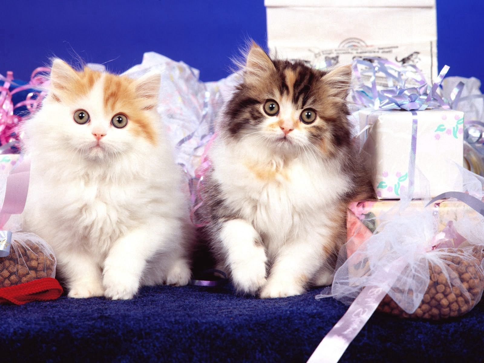 108901 descargar imagen animales, esponjoso, peludo, pareja, par, gatitos: fondos de pantalla y protectores de pantalla gratis