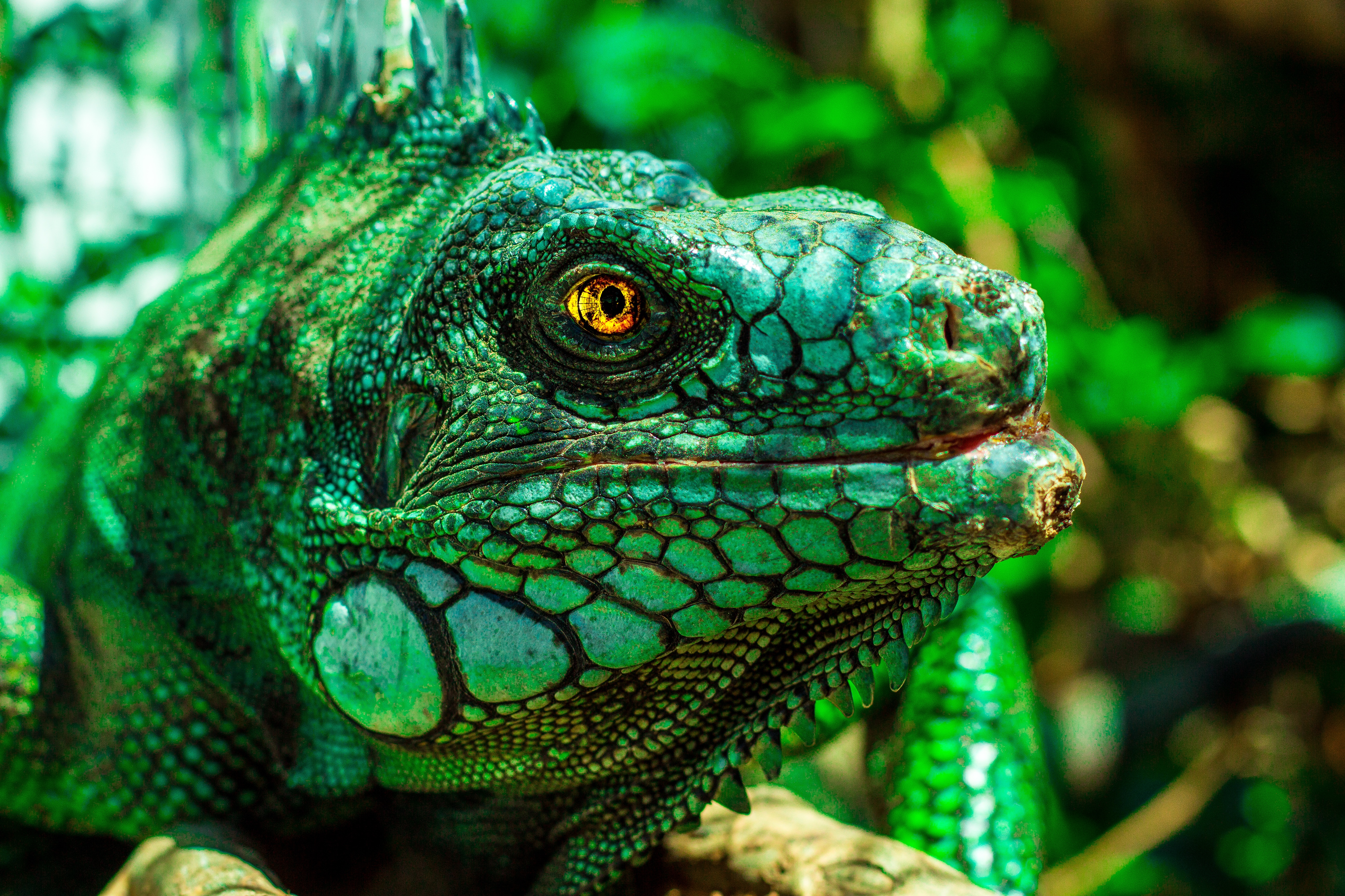 135349 Hintergrundbild herunterladen tiere, augen, reptil, reptile, leguan, iguana - Bildschirmschoner und Bilder kostenlos