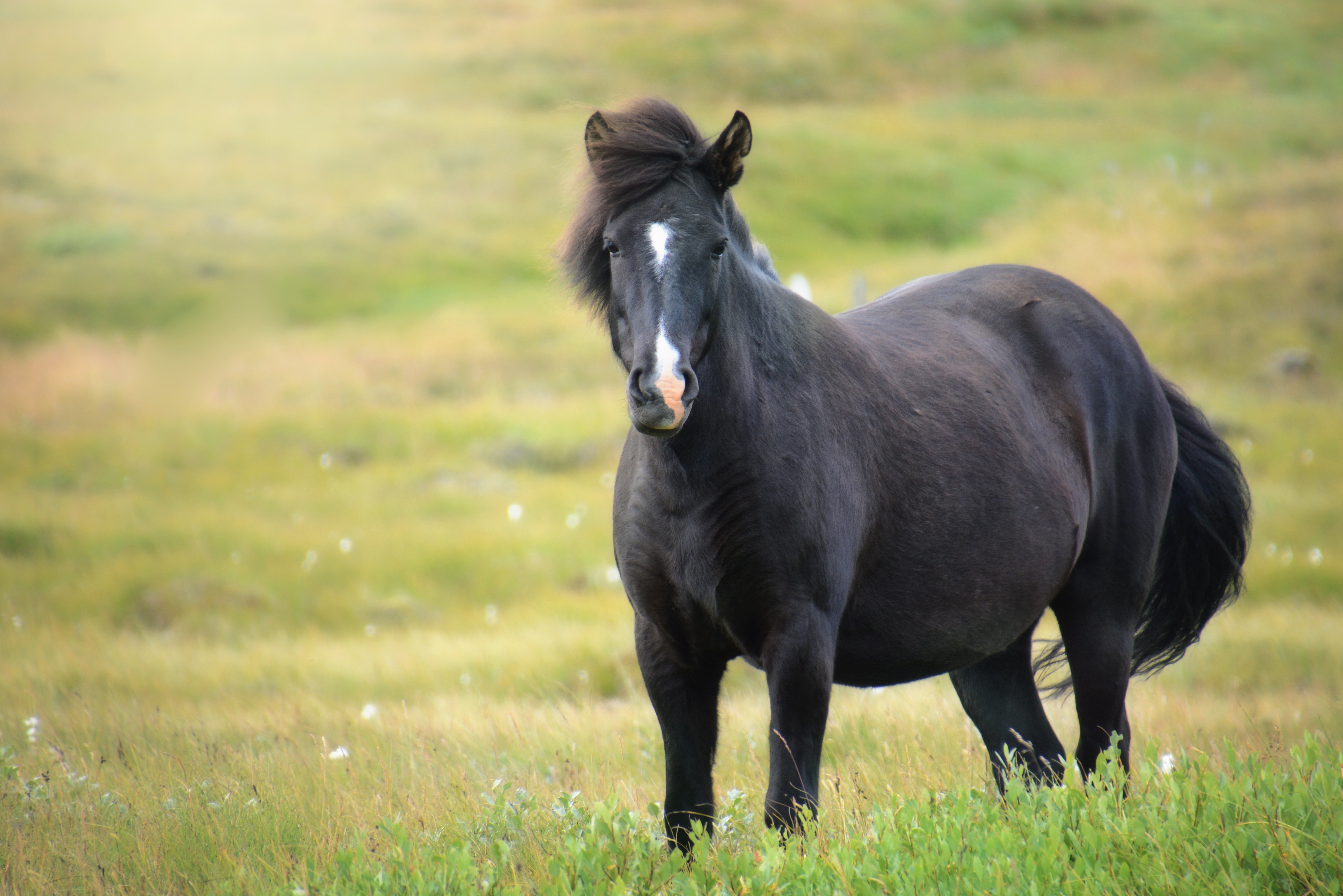 Baixar papel de parede para celular de Cavalo Da Islândia, Cavalo Islandês, Égua, Animais, Campo gratuito.