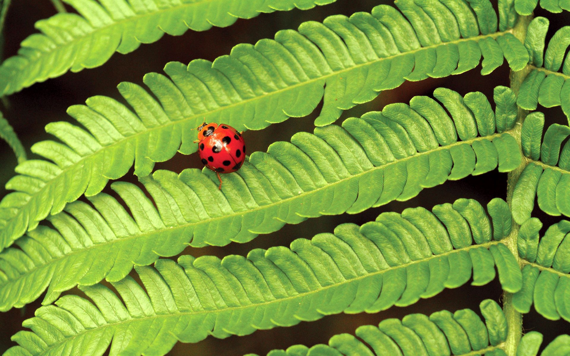 leaves, plant, macro, fern, insect, ladybug, ladybird Phone Background