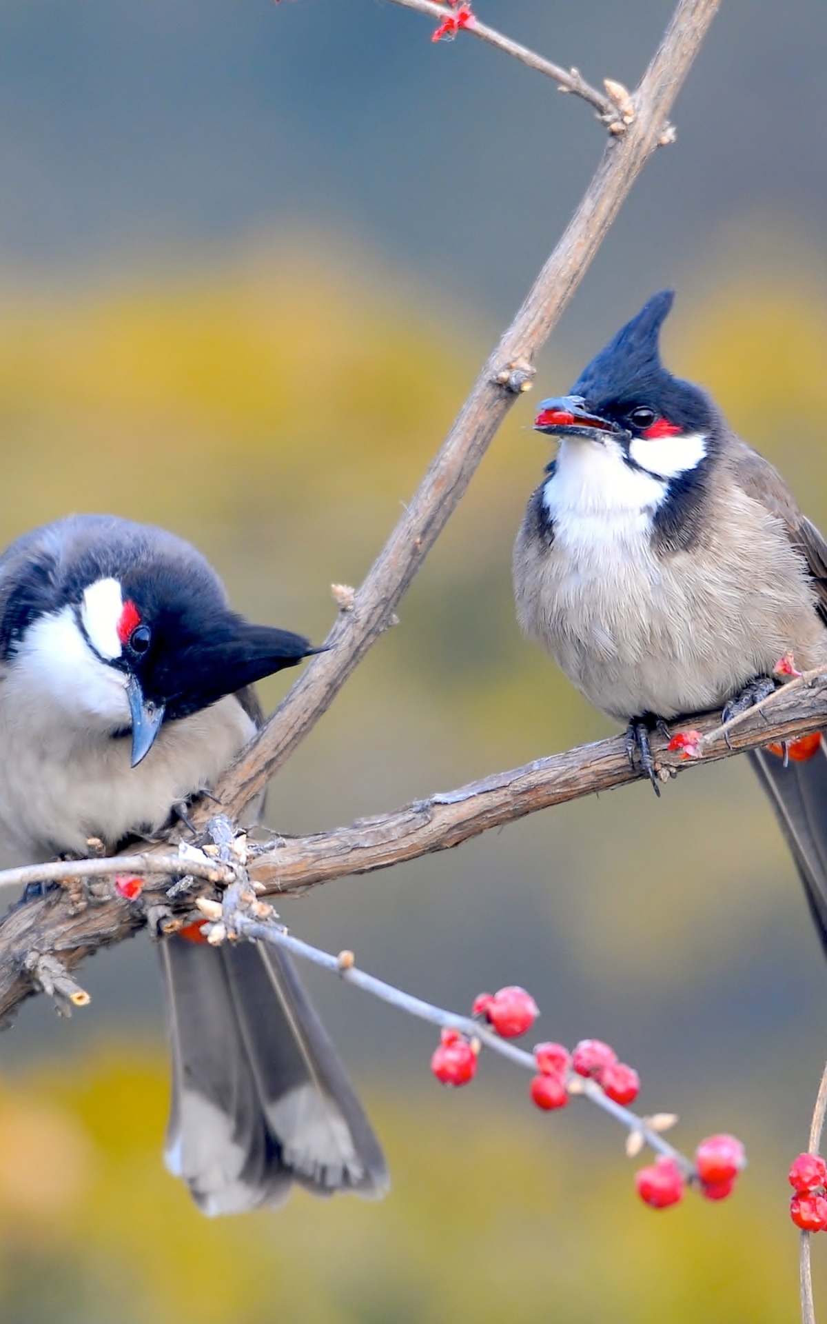 Red whiskered bulbul : r/birding