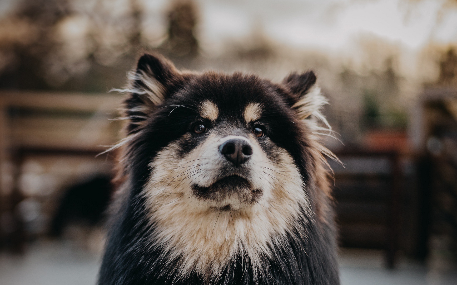 Die besten Finnischer Lapphund-Hintergründe für den Telefonbildschirm