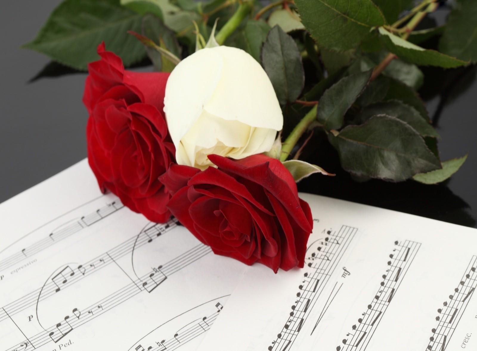 music, flowers, roses, three, notes