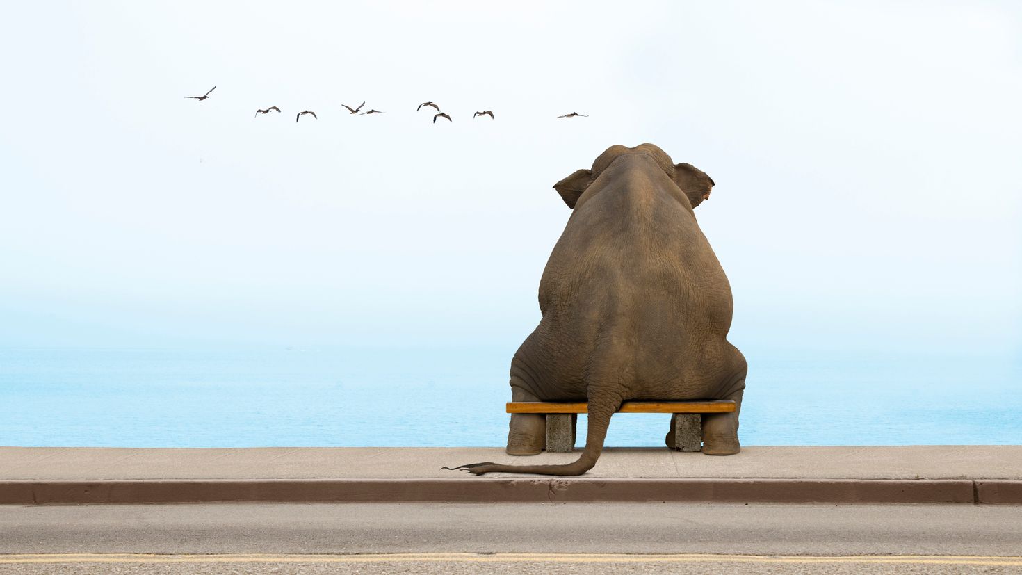 Слон на скамейке