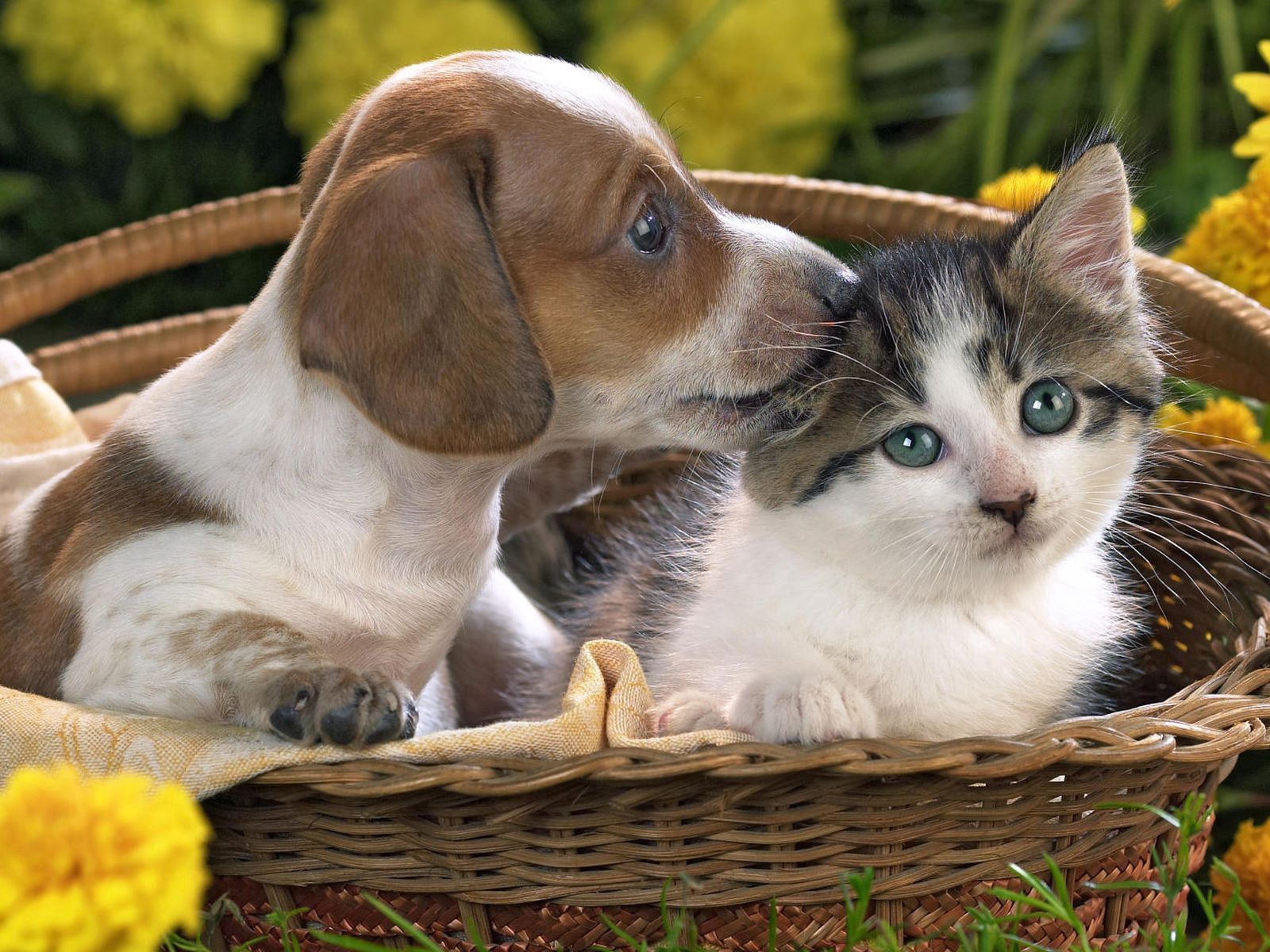 Download mobile wallpaper Animals, Dog, Basket, Cat, Care for free.
