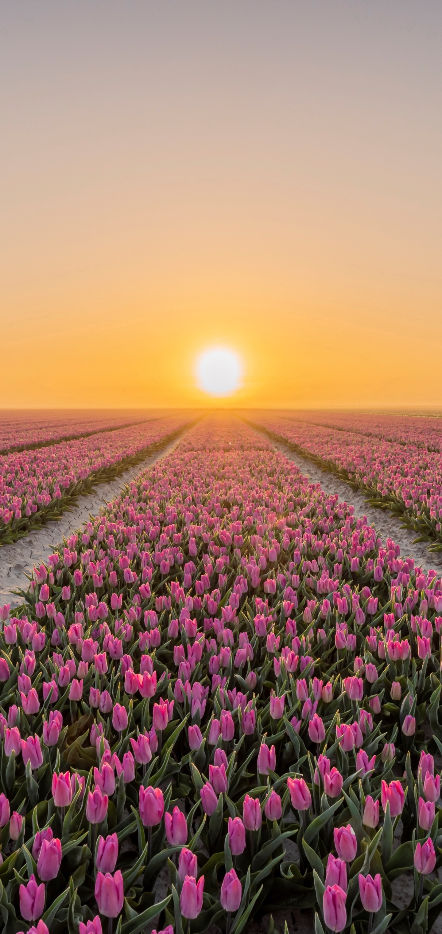 Download mobile wallpaper Nature, Flowers, Flower, Sunrise, Earth, Field, Tulip, Pink Flower for free.