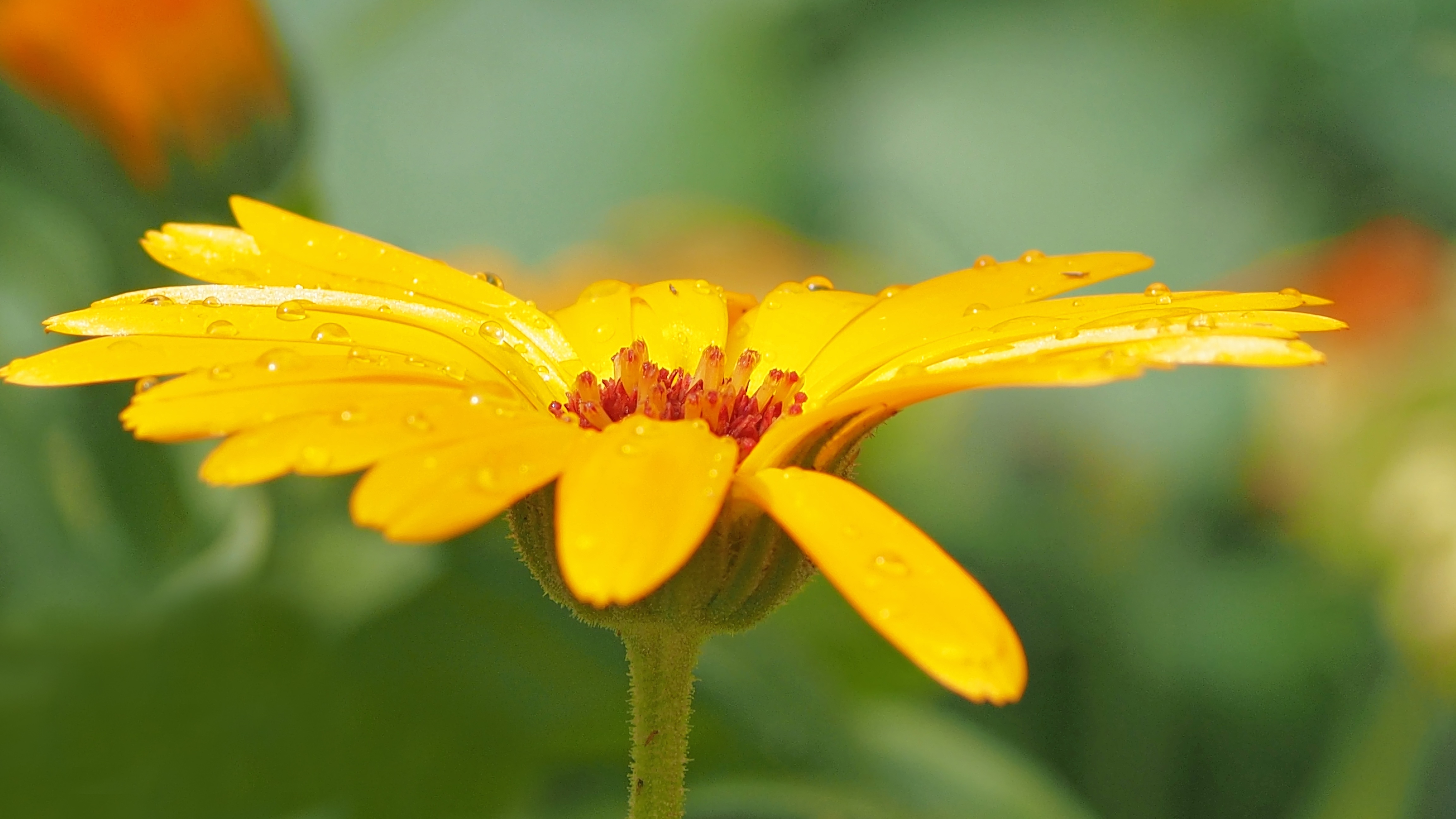 Желтый цветок в дикой природе похожий на календулу