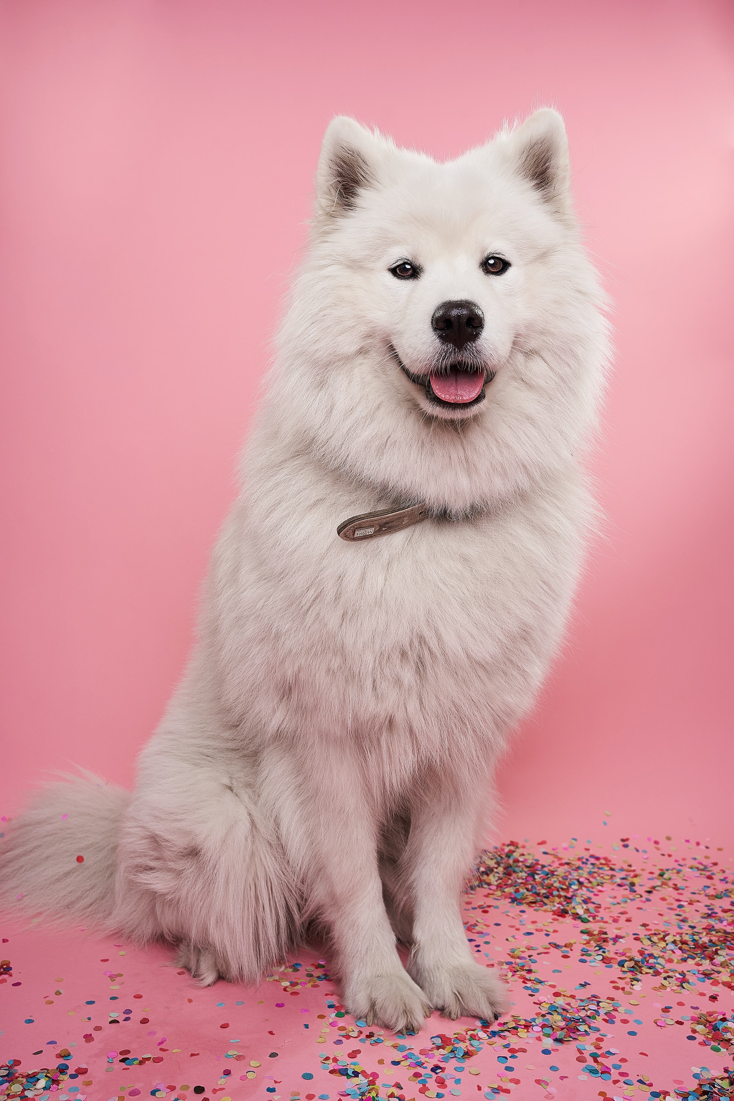 samoyed dog, protruding tongue, animals, dog, nice, sweetheart, tongue stuck out, confetti, dog of the year