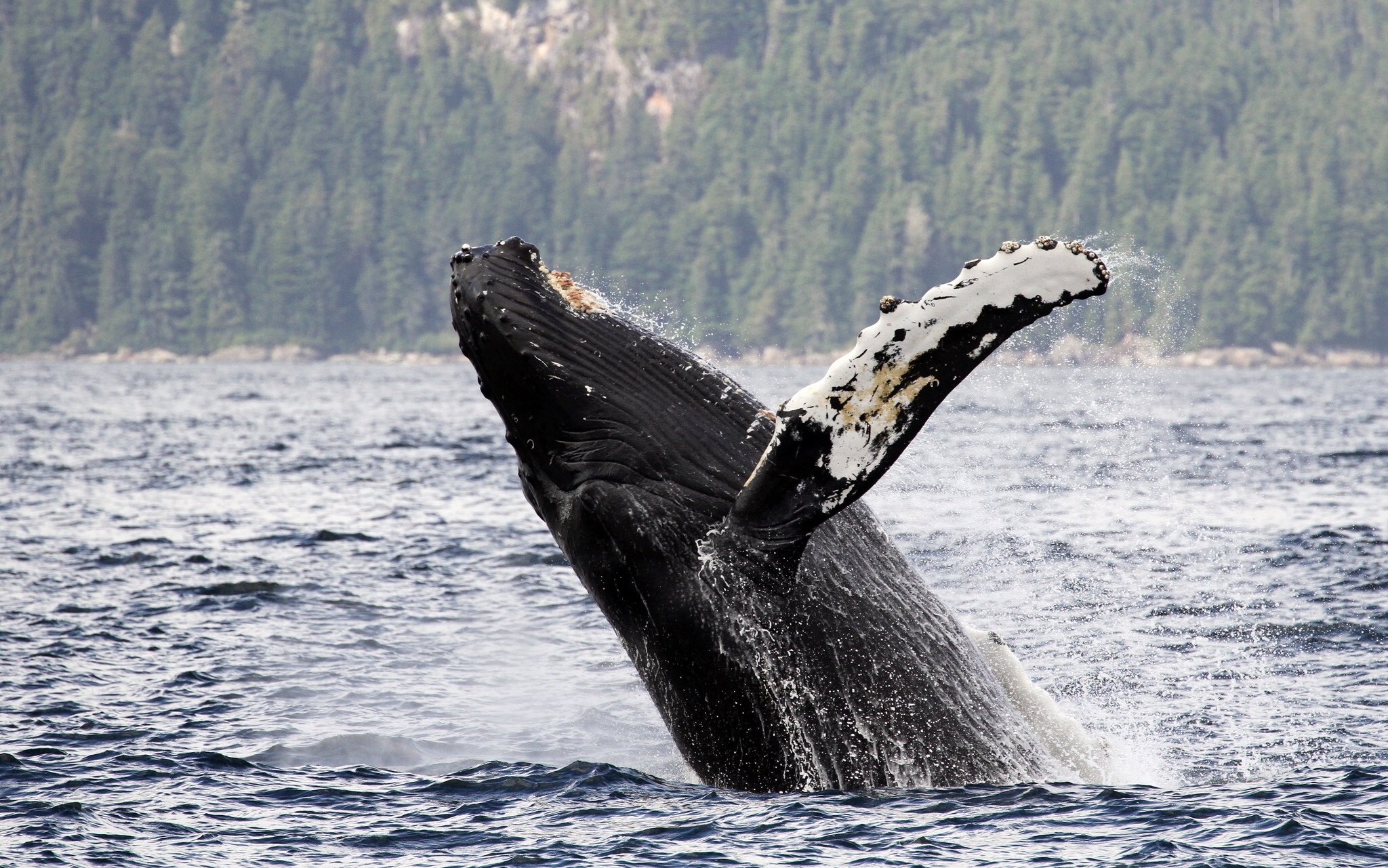 999611 скачать обои горбатый кит, аляска, животные, вода, киты - заставки и картинки бесплатно