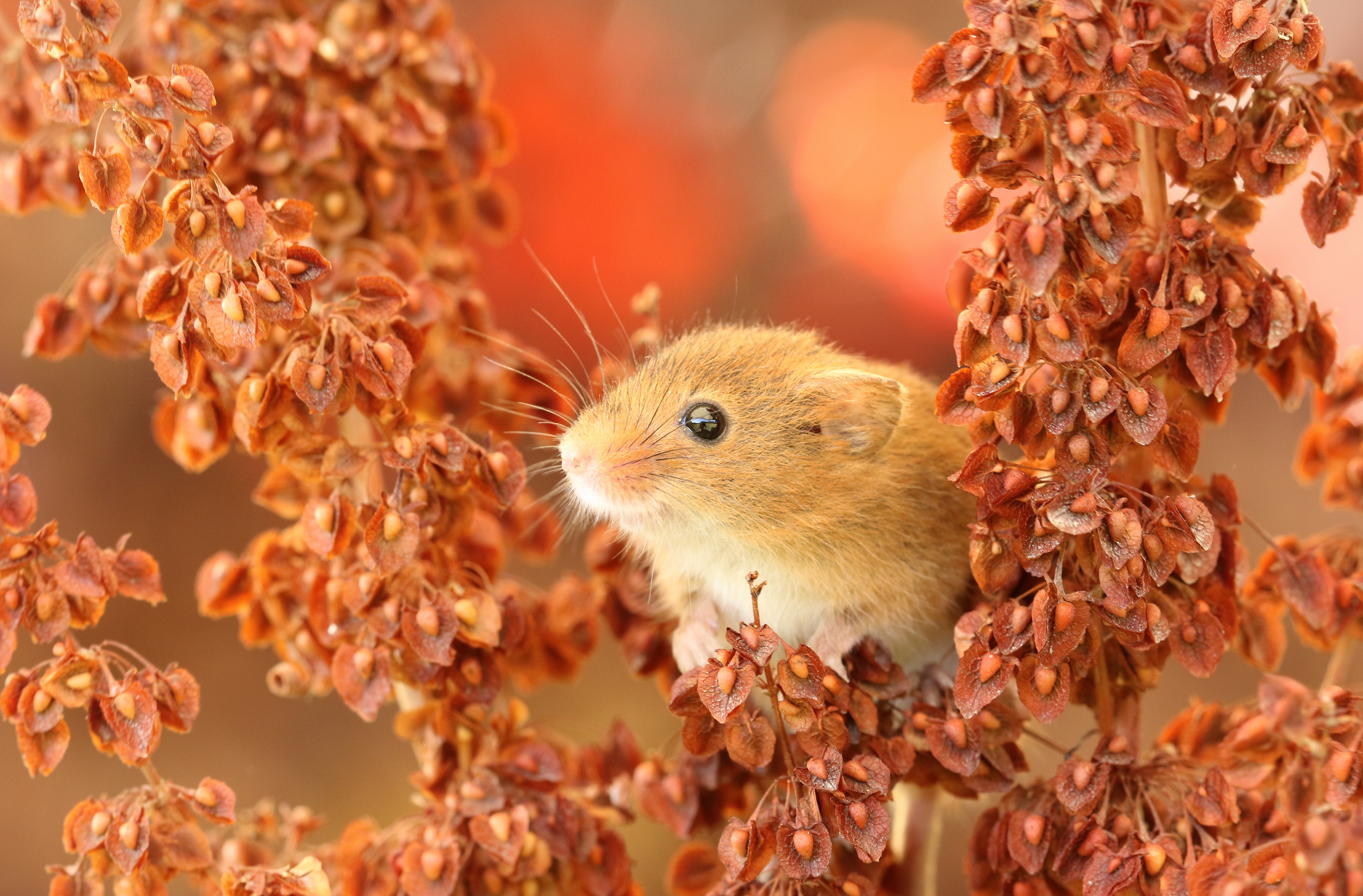 animal, mouse, harvest mouse, macro, rodent Full HD