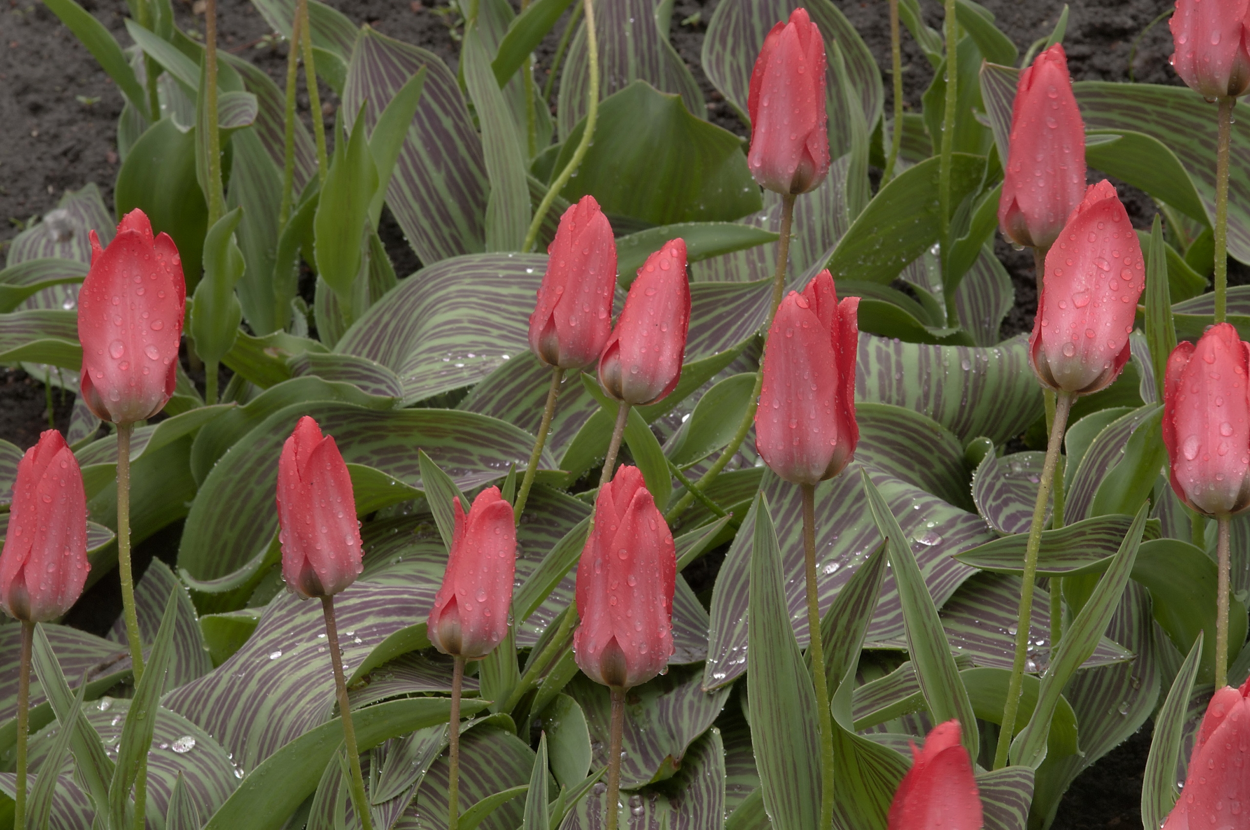 122655 Hintergrundbild herunterladen tulpen, frühling, blumen, drops, frische - Bildschirmschoner und Bilder kostenlos
